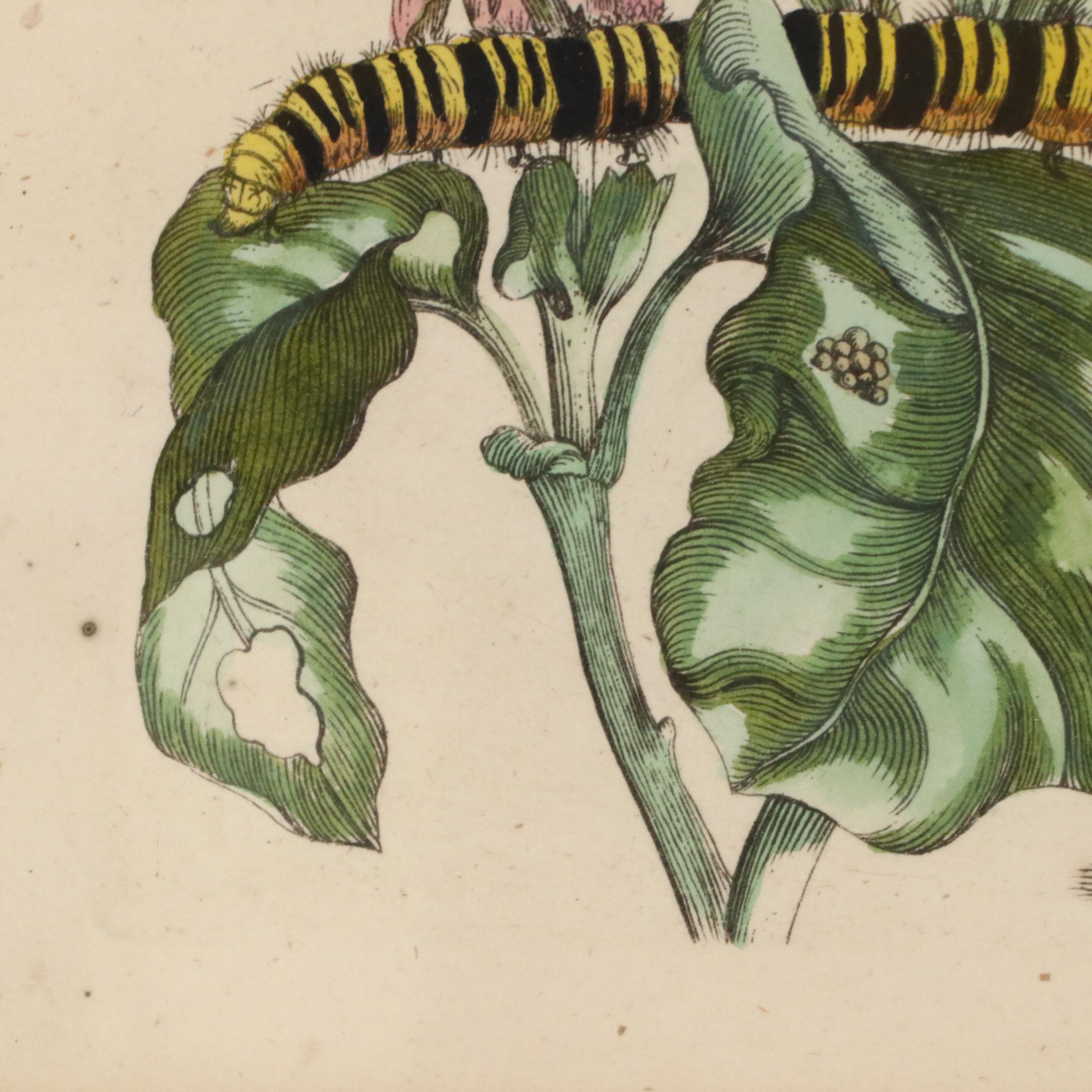 Flower & Insect Botanical Engravings from "De Europische Insecten," Circa 1730