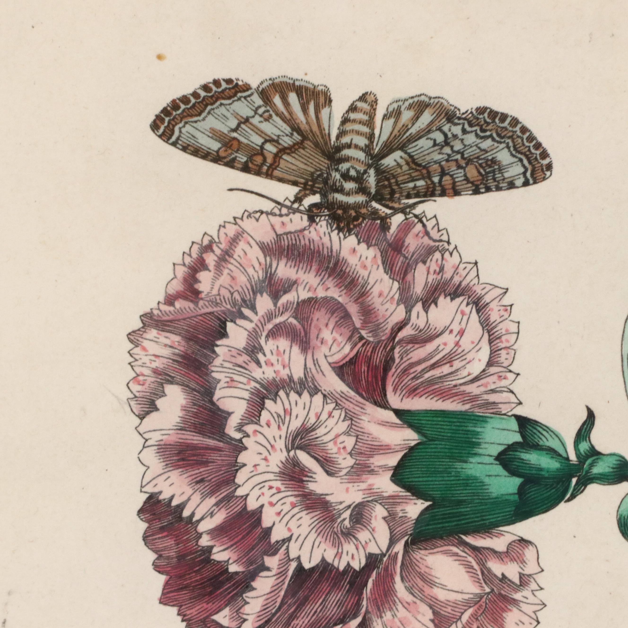 Flower & Insect Botanical Engravings from "De Europische Insecten," Circa 1730