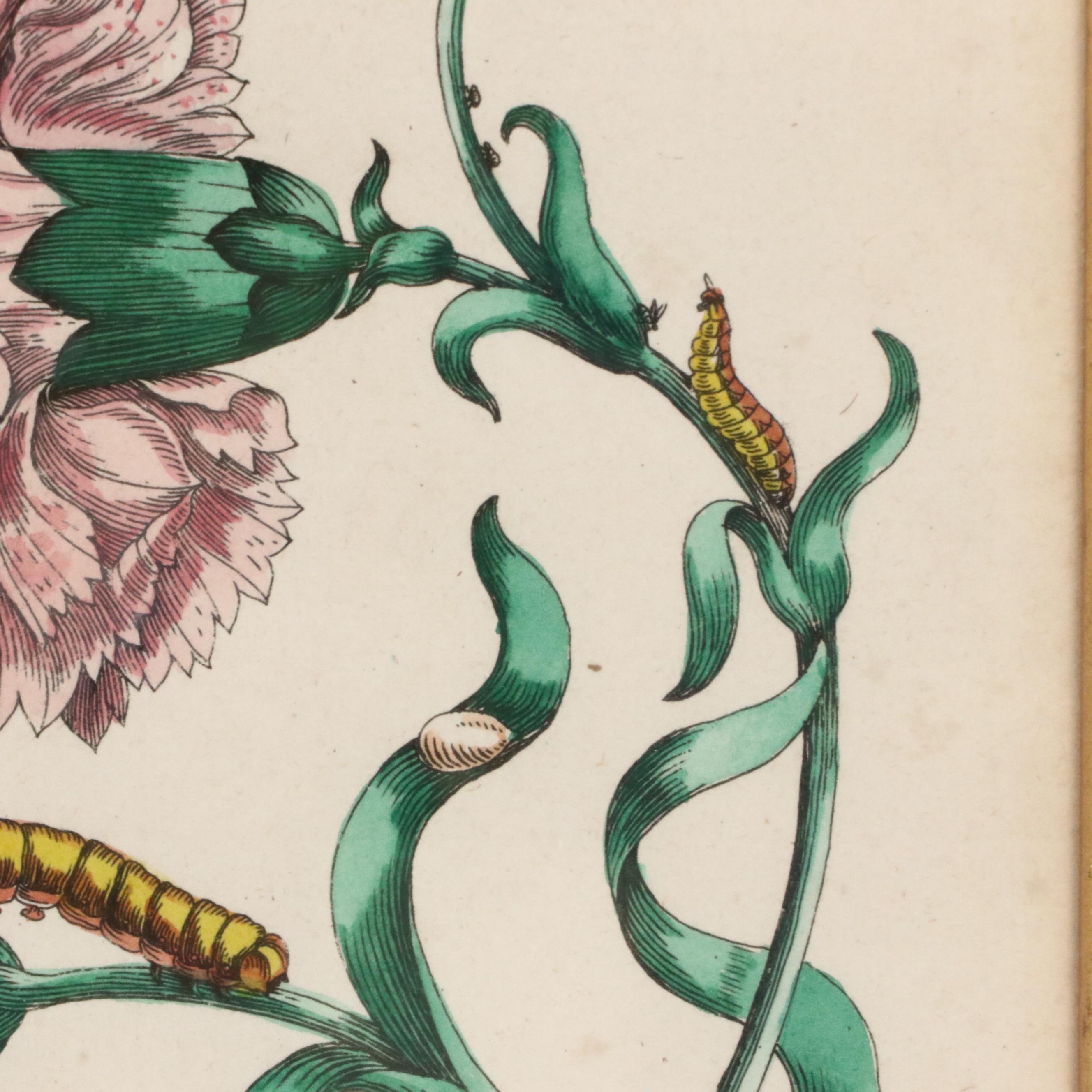 Flower & Insect Botanical Engravings from "De Europische Insecten," Circa 1730