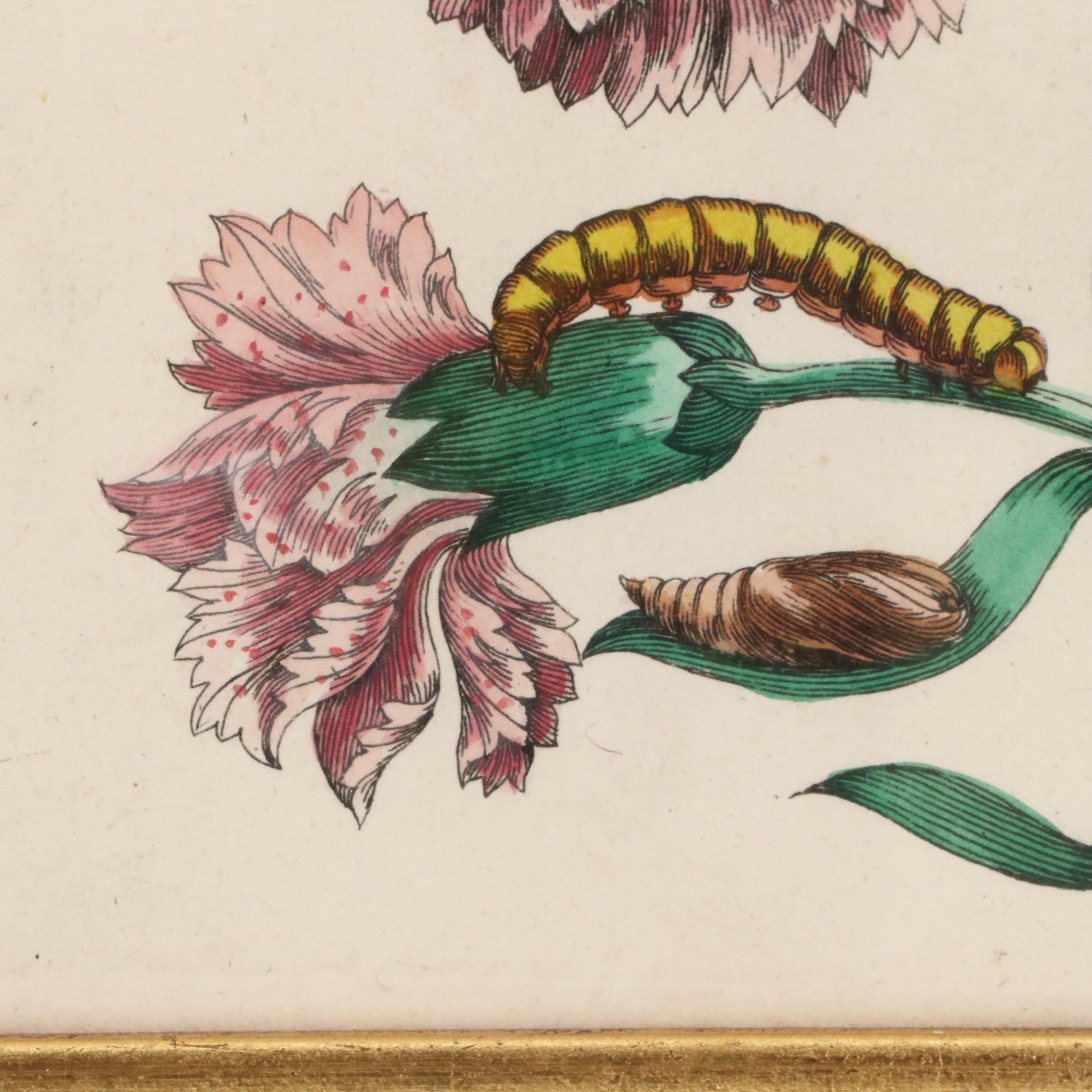 Flower & Insect Botanical Engravings from "De Europische Insecten," Circa 1730