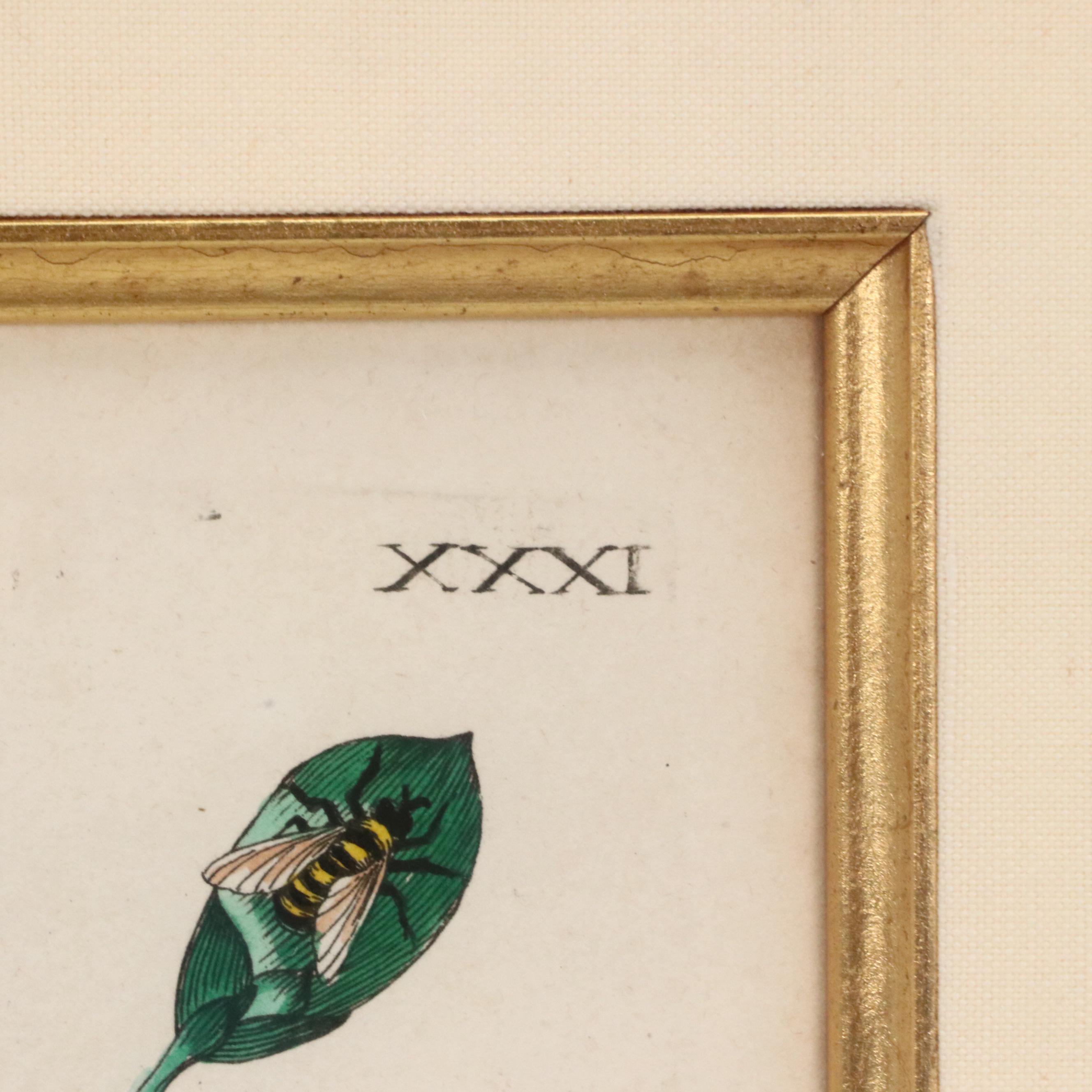 Flower & Insect Botanical Engravings from "De Europische Insecten," Circa 1730