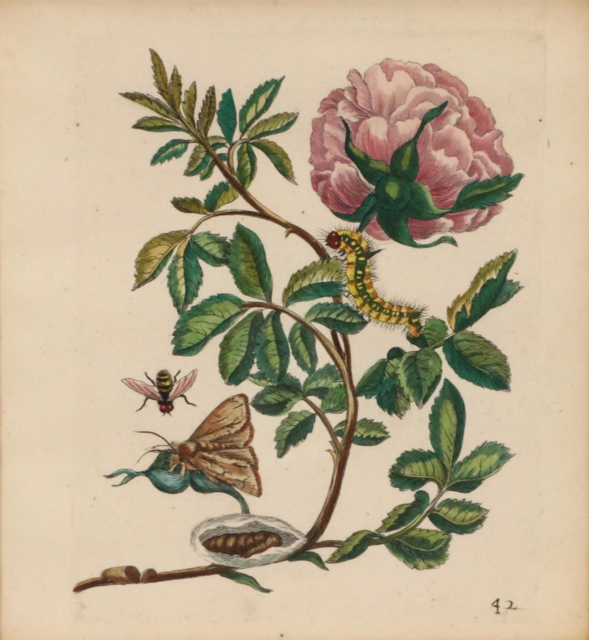 Flower & Insect Botanical Engravings from "De Europische Insecten," Circa 1730