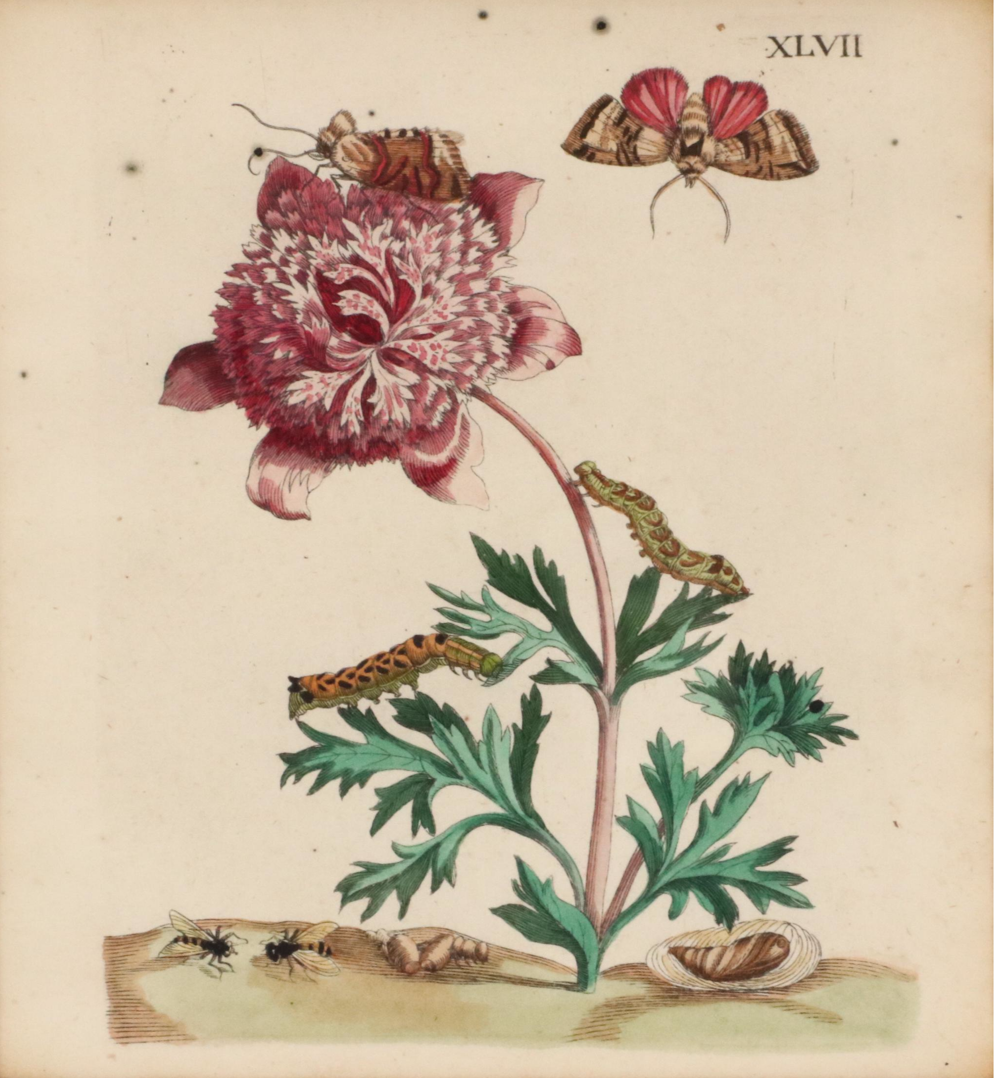 Flower & Insect Botanical Engravings from "De Europische Insecten," Circa 1730