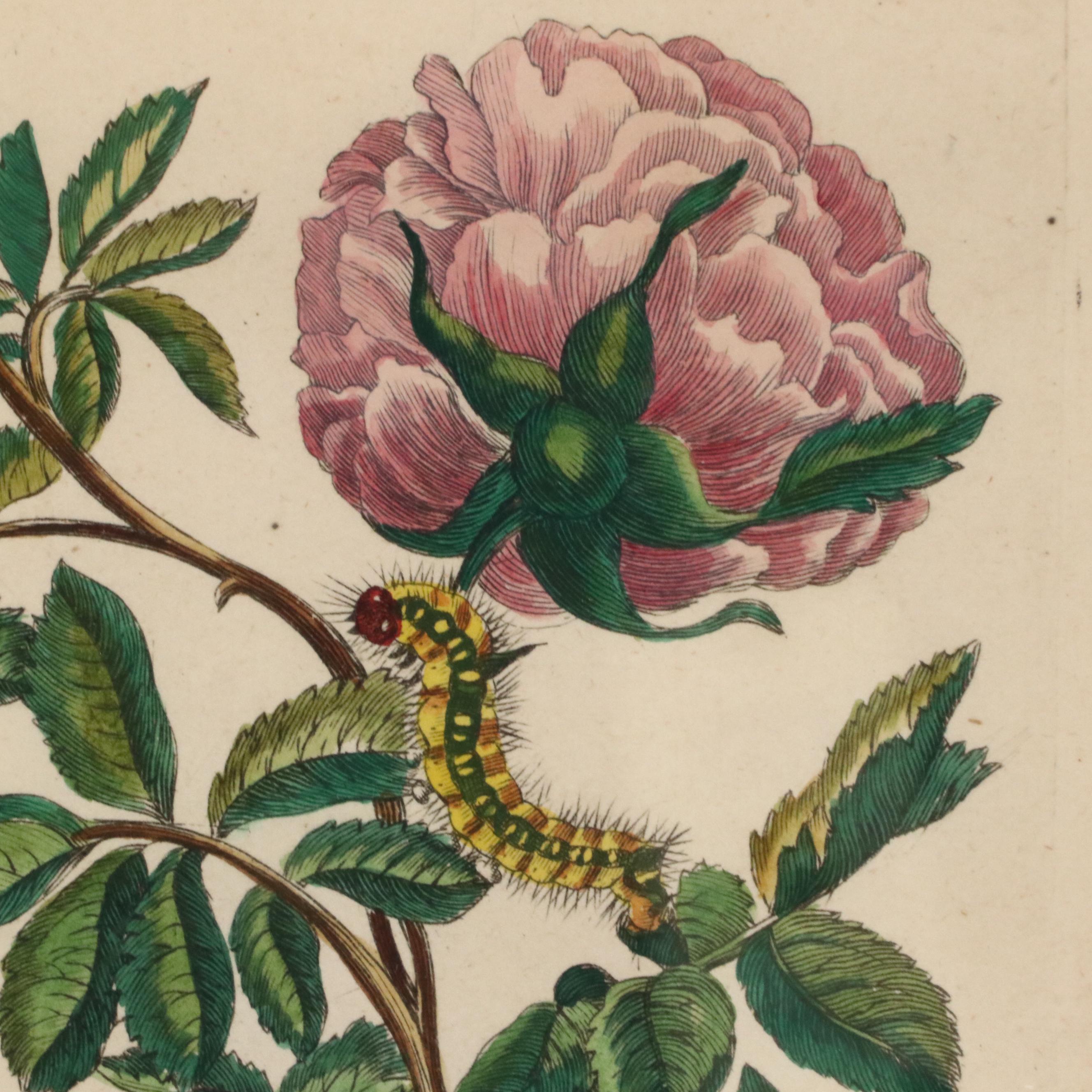 Flower & Insect Botanical Engravings from "De Europische Insecten," Circa 1730
