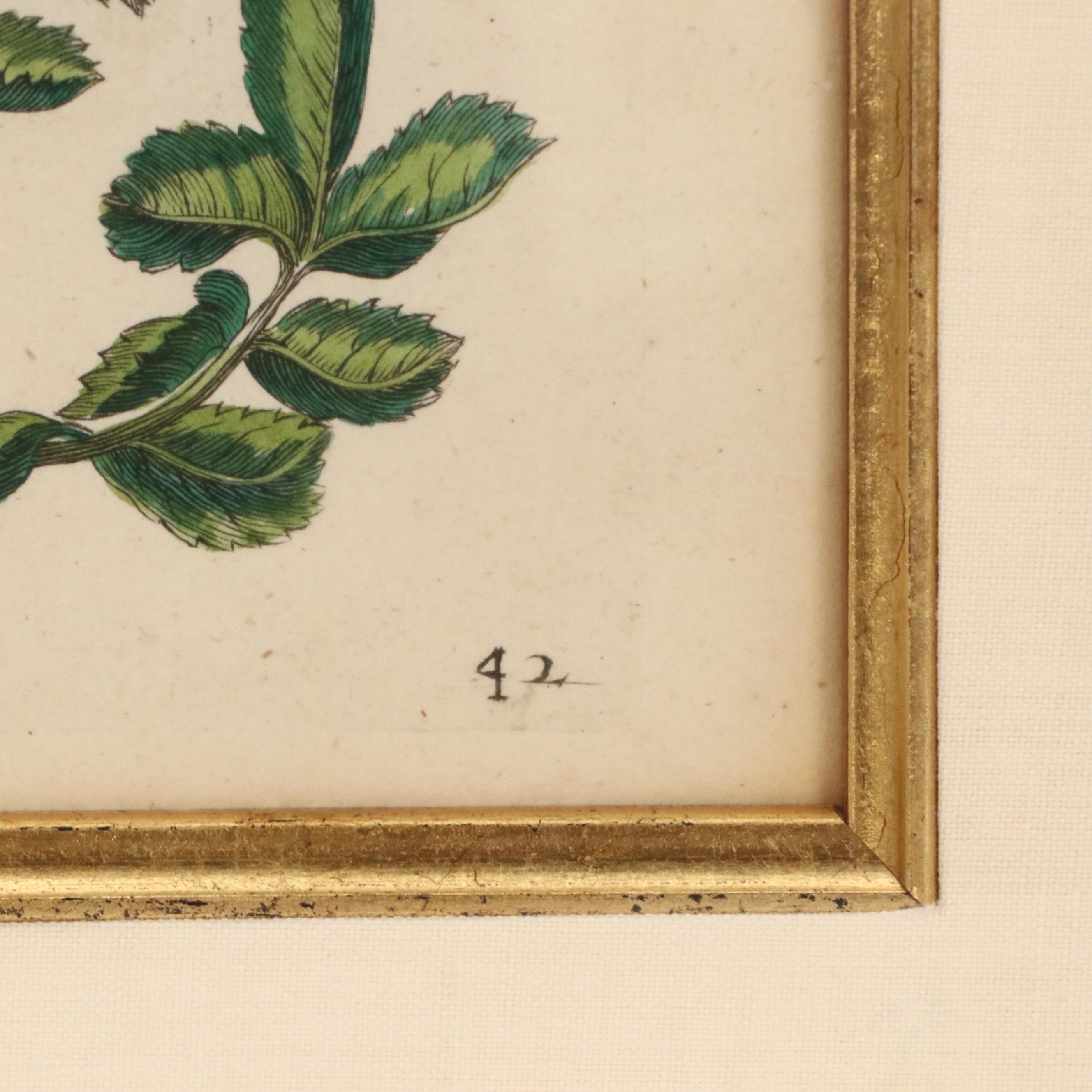 Flower & Insect Botanical Engravings from "De Europische Insecten," Circa 1730