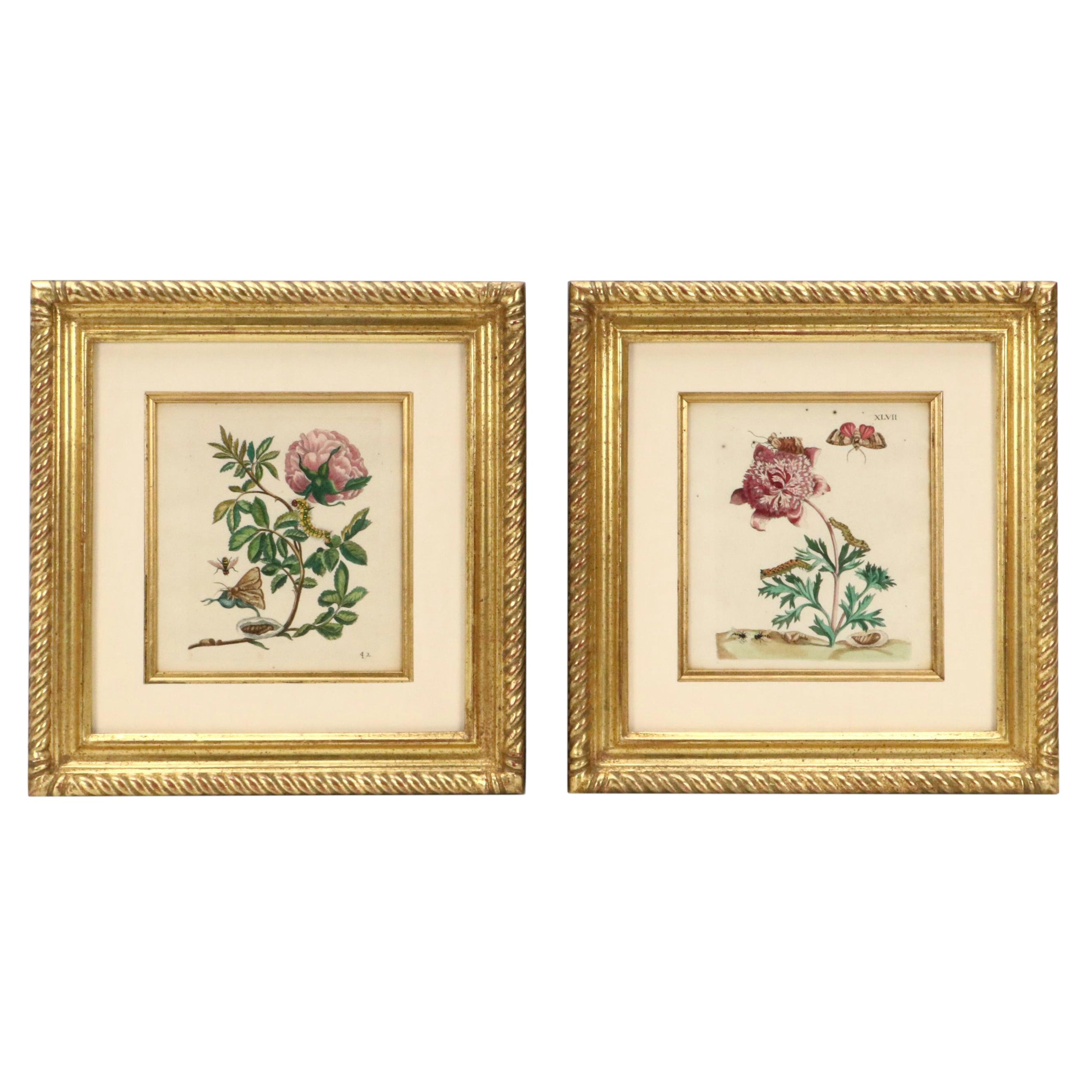 Flower & Insect Botanical Engravings from "De Europische Insecten," Circa 1730