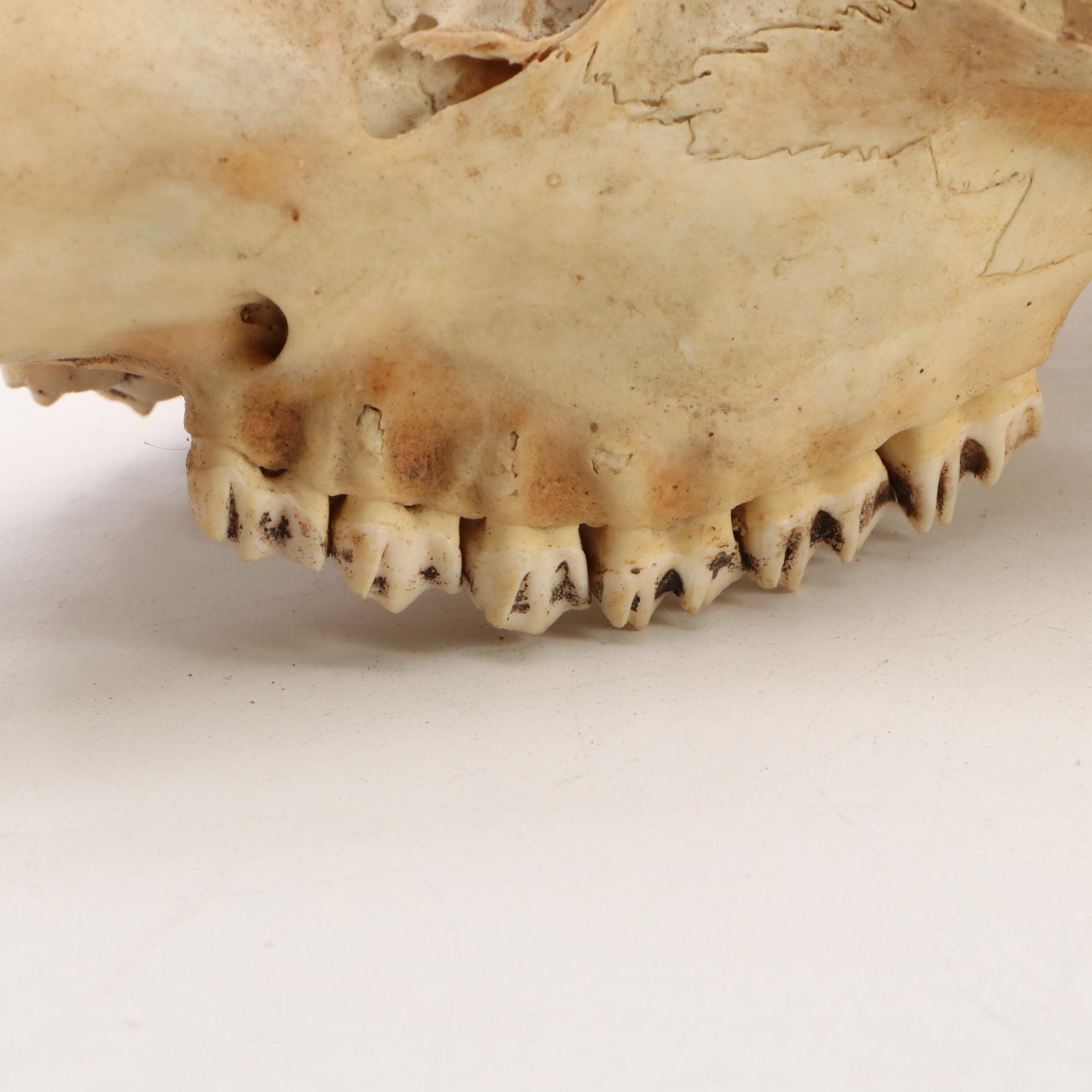 Collection of Black Bear, Deer and Cattle Skulls