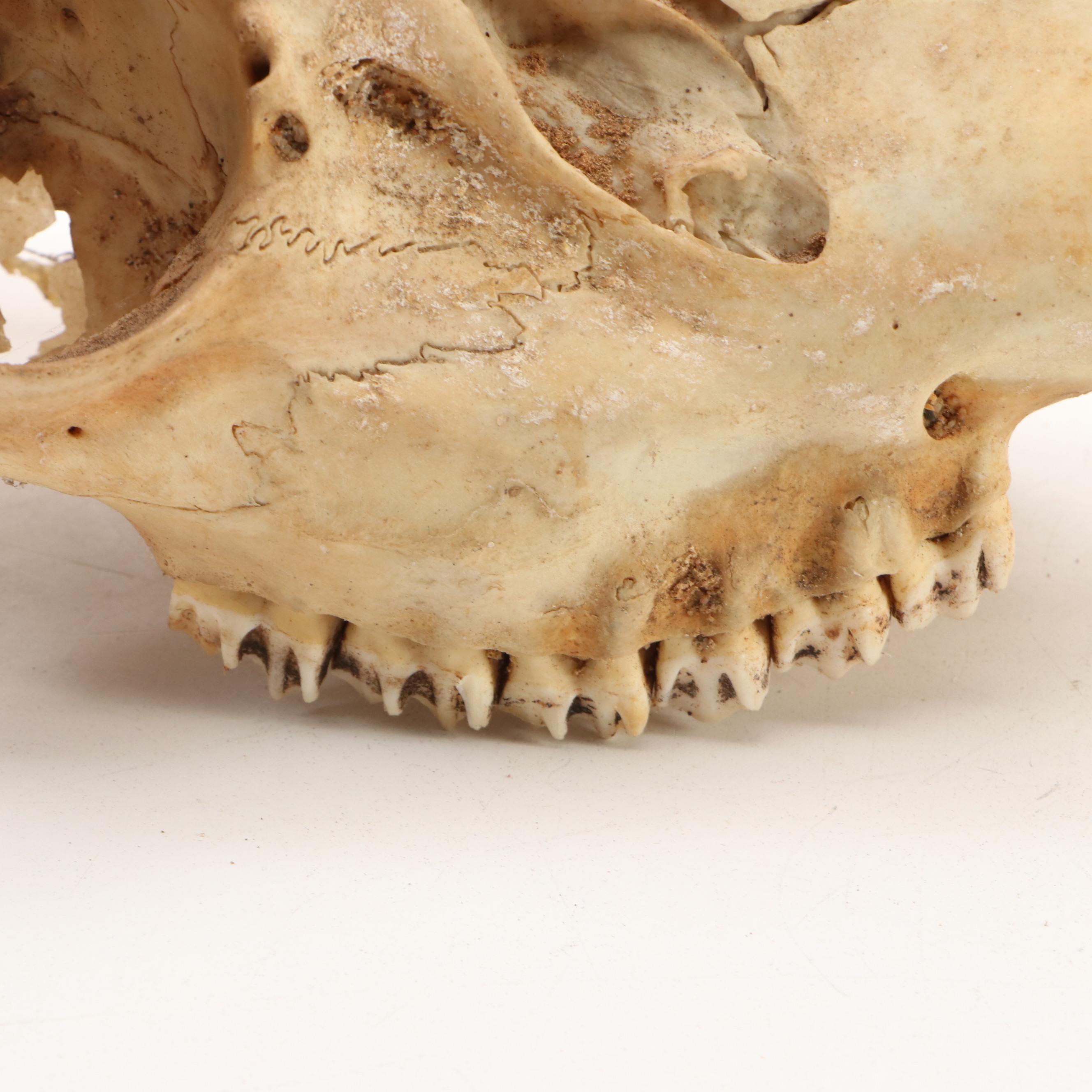 Collection of Black Bear, Deer and Cattle Skulls