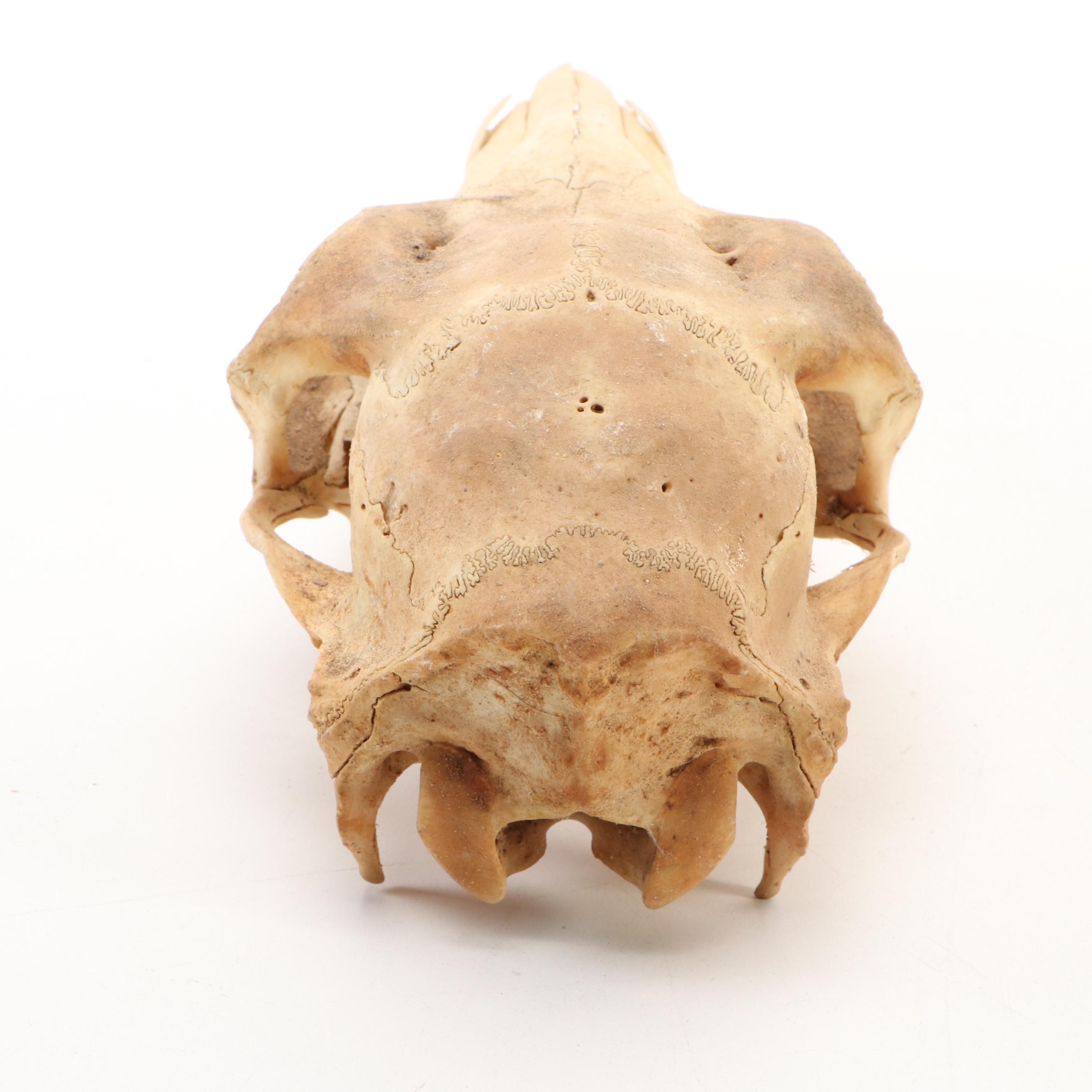 Collection of Black Bear, Deer and Cattle Skulls