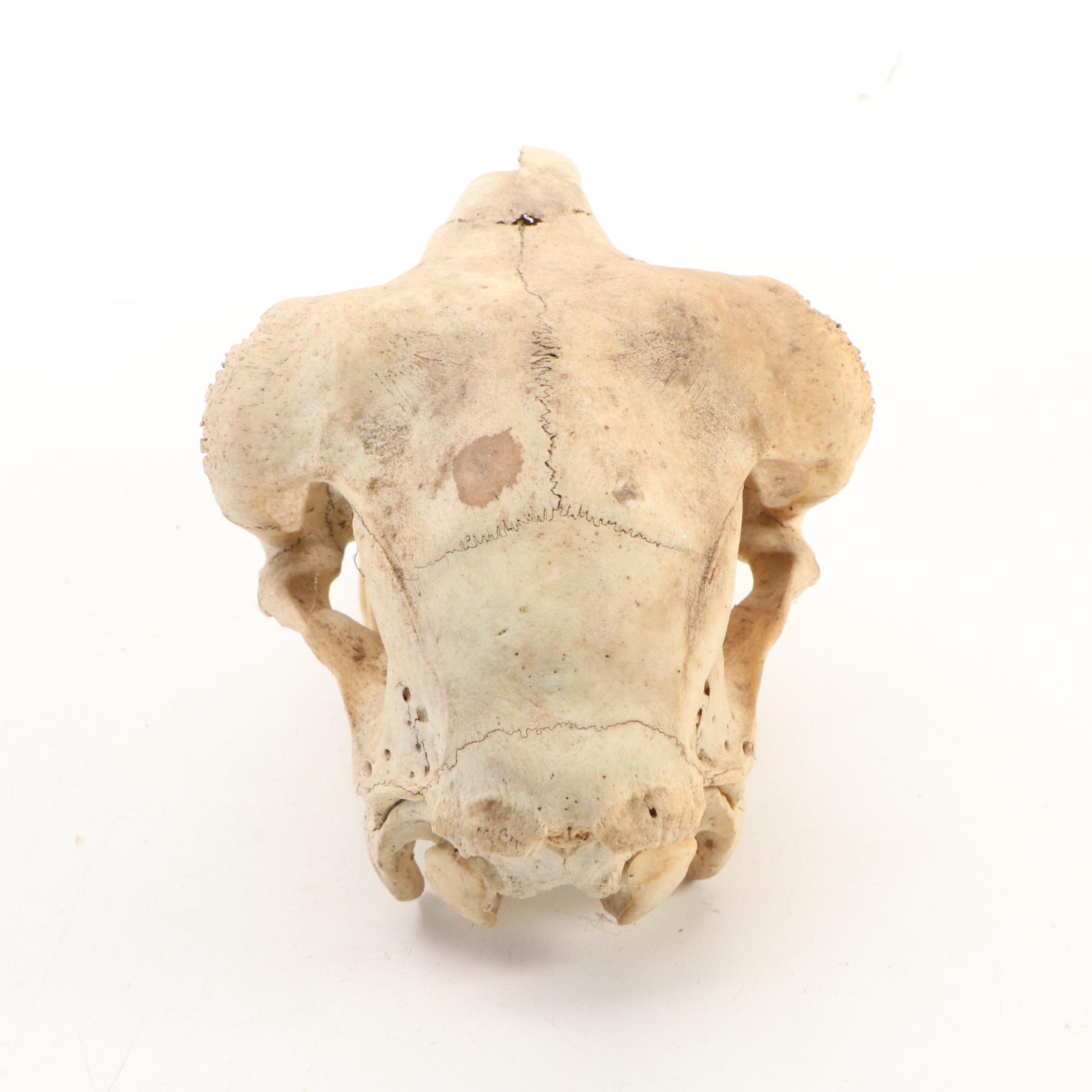 Collection of Black Bear, Deer and Cattle Skulls