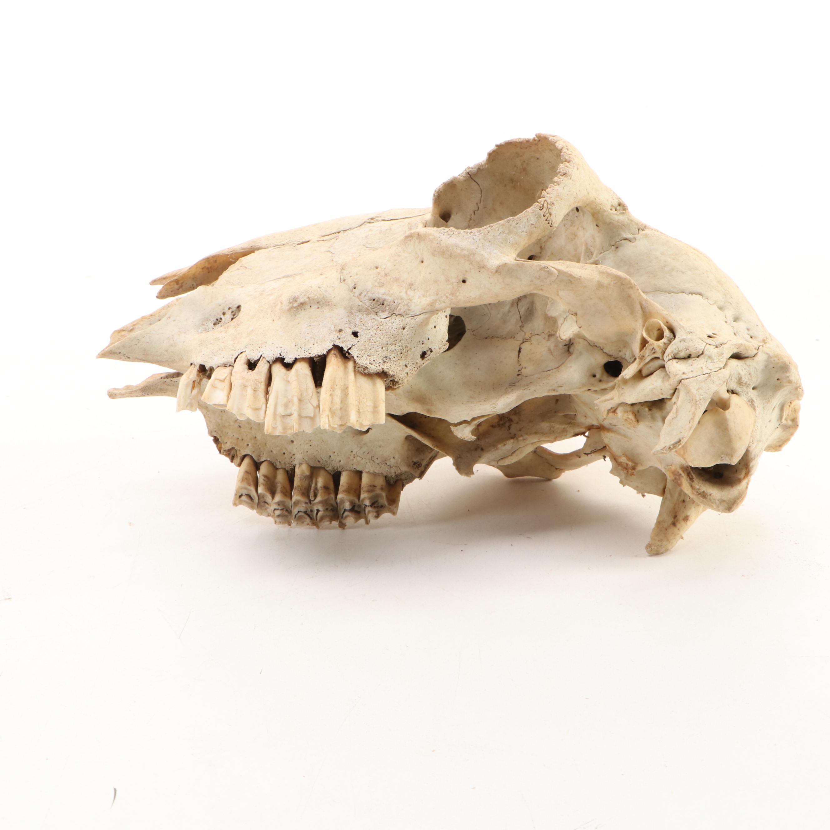 Collection of Black Bear, Deer and Cattle Skulls