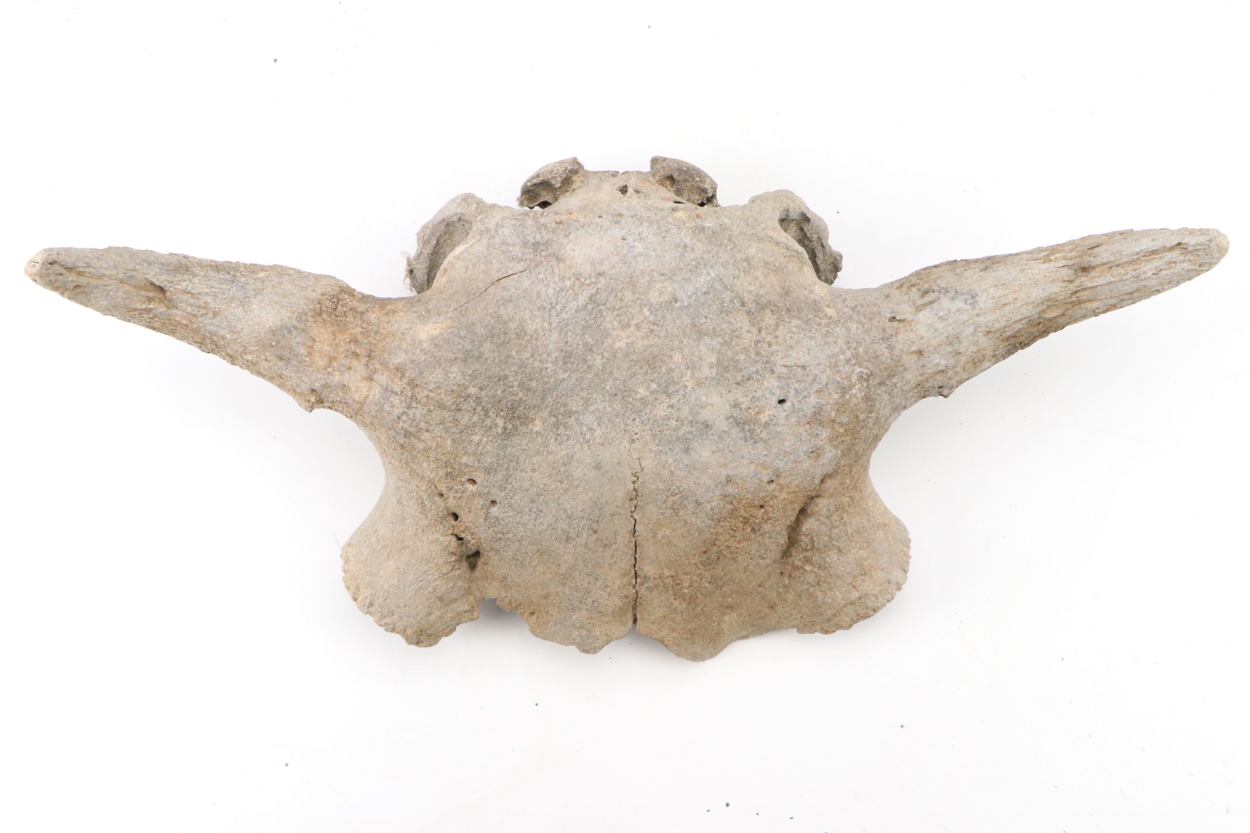 Fossilized Partial Bison Skulls