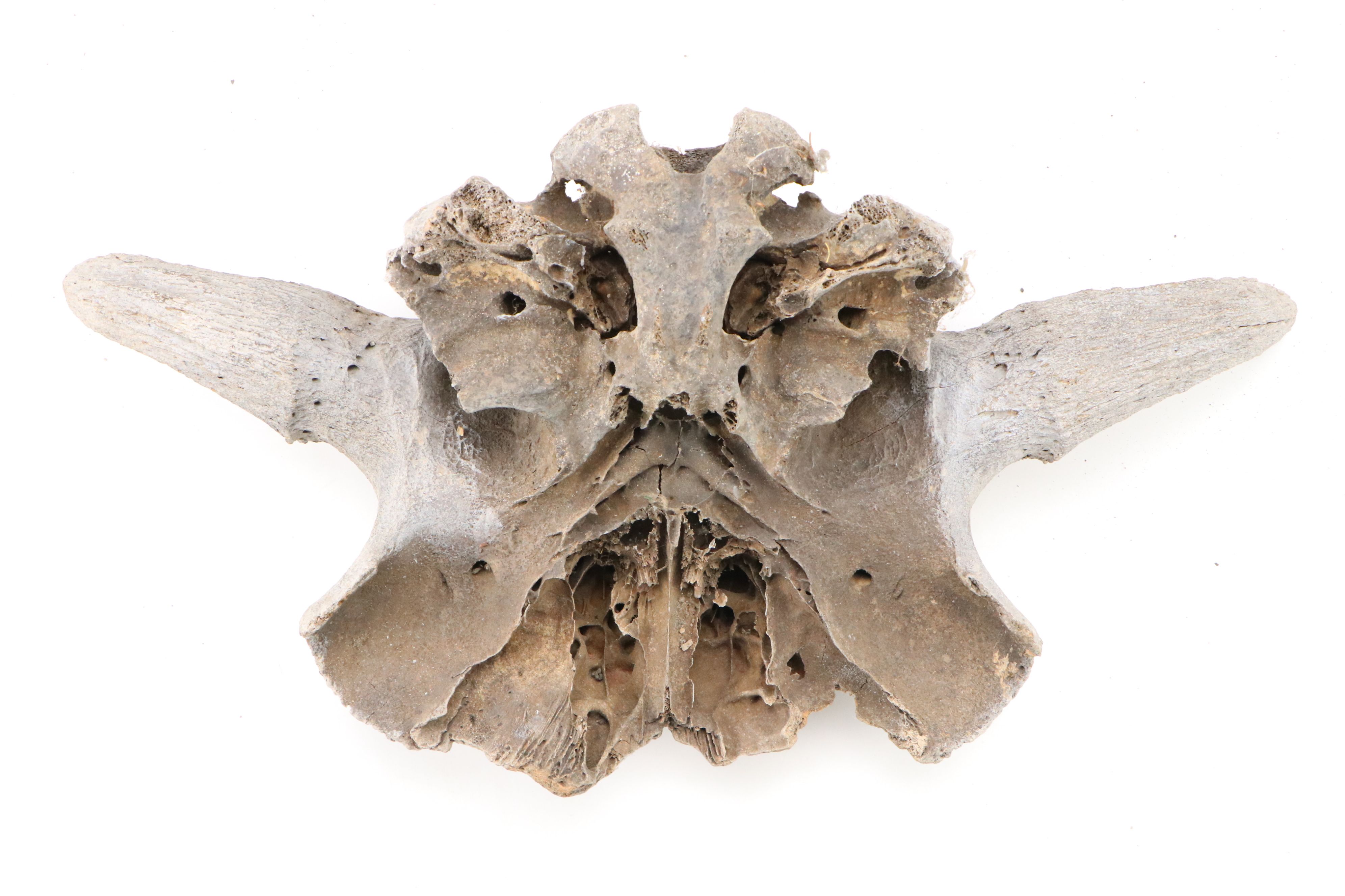 Fossilized Partial Bison Skulls