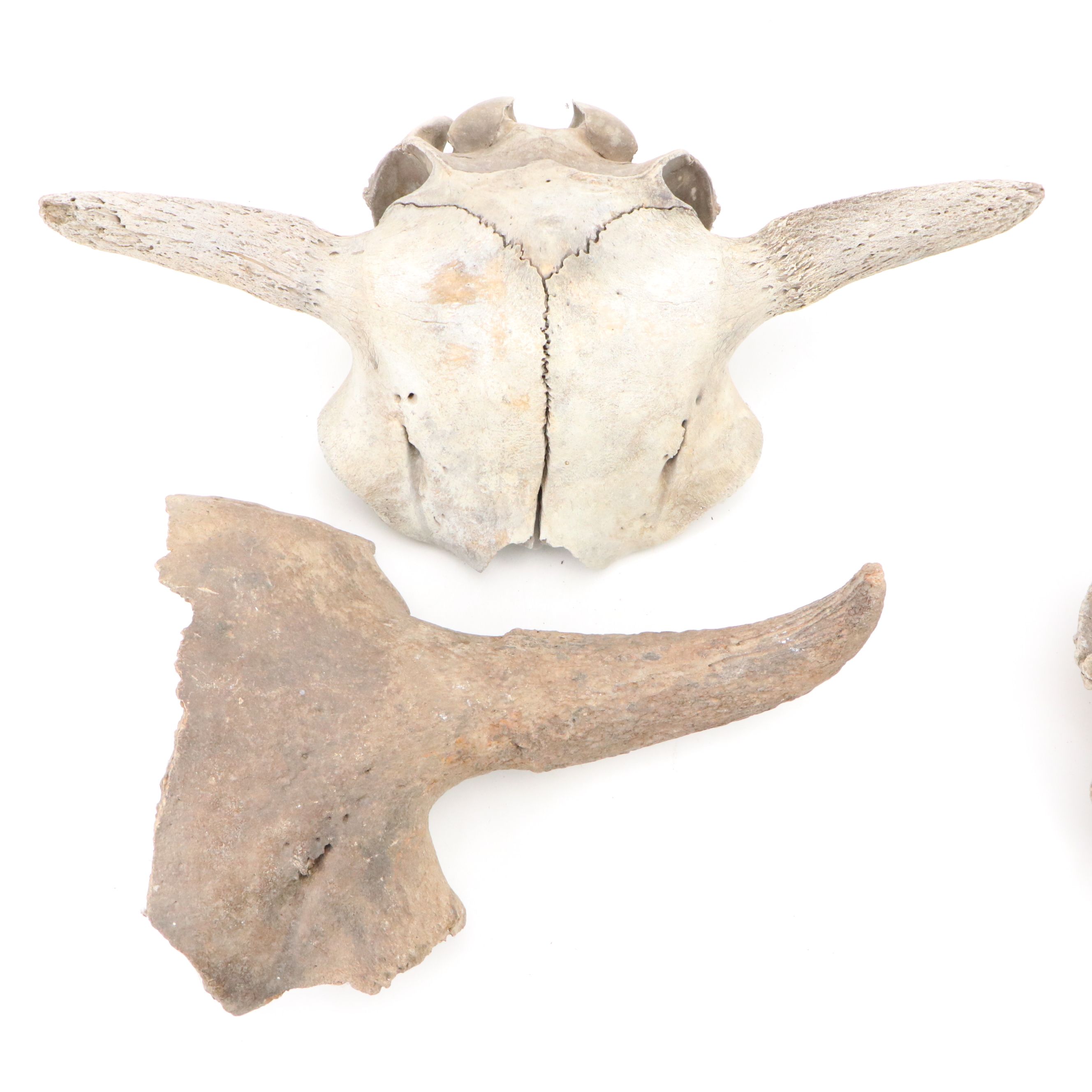 Fossilized Partial Bison Skulls