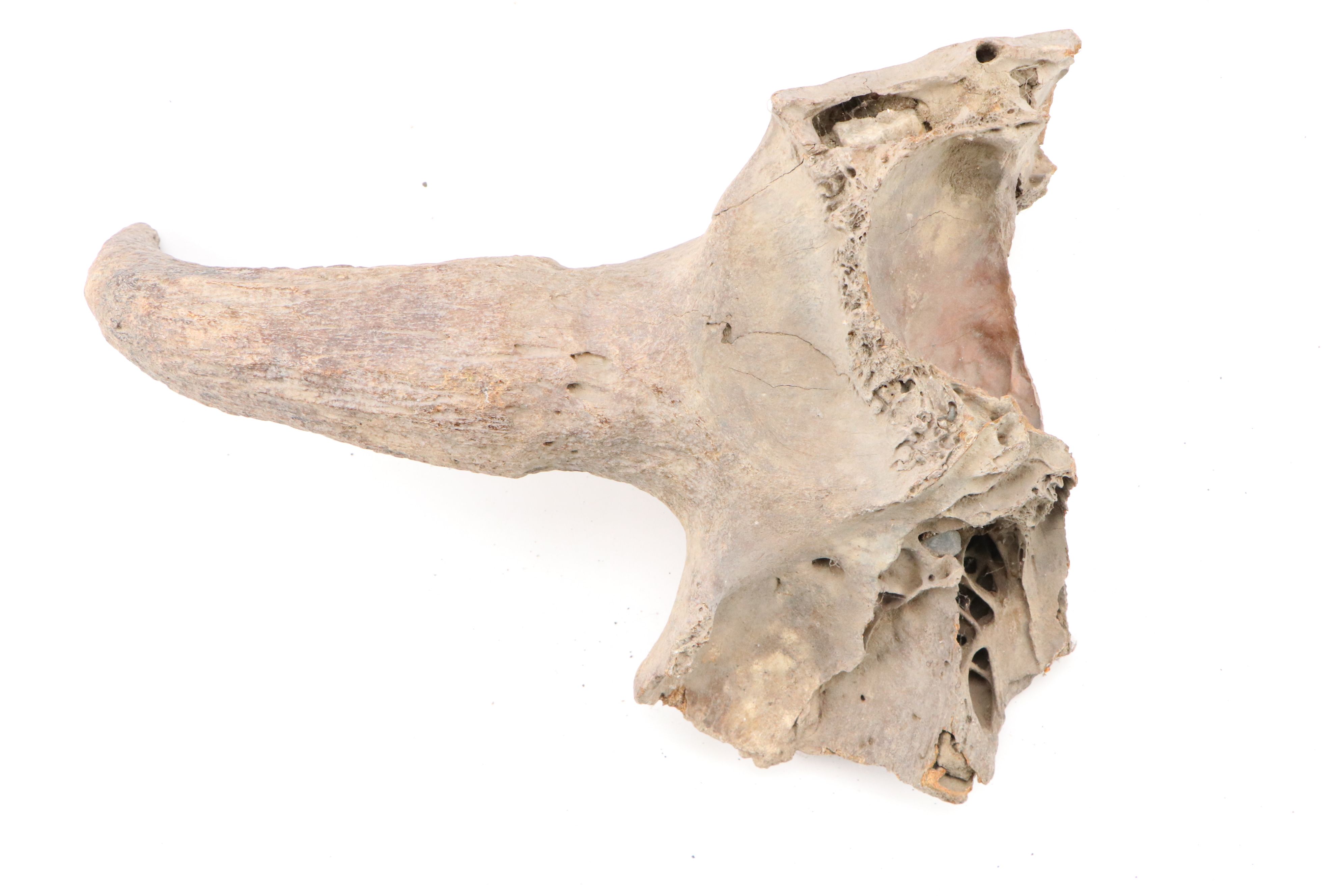 Fossilized Partial Bison Skulls