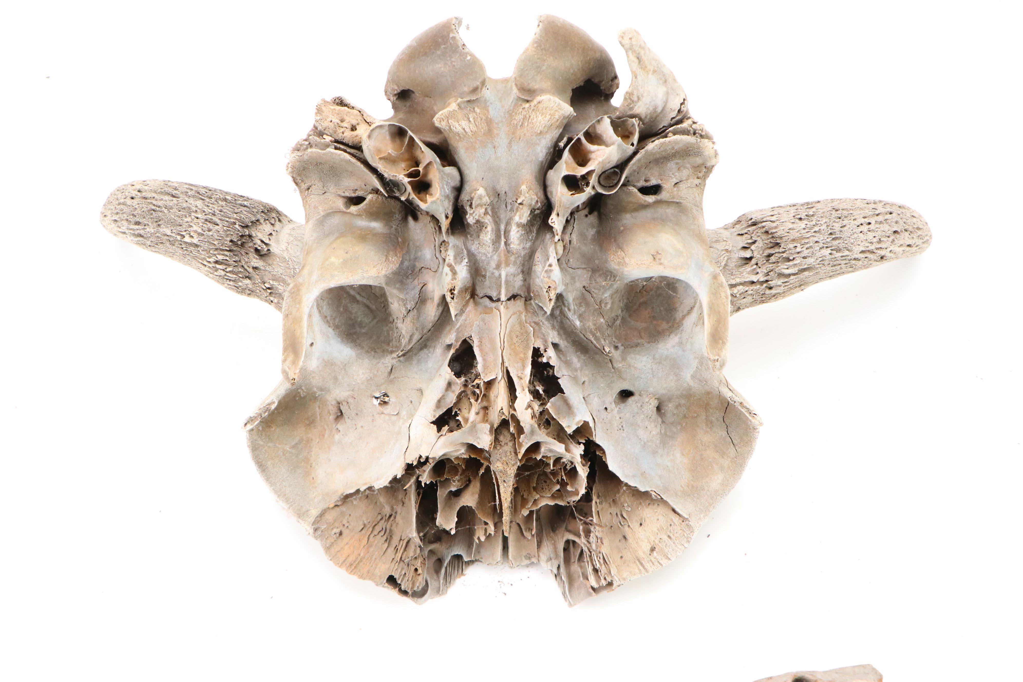 Fossilized Partial Bison Skulls