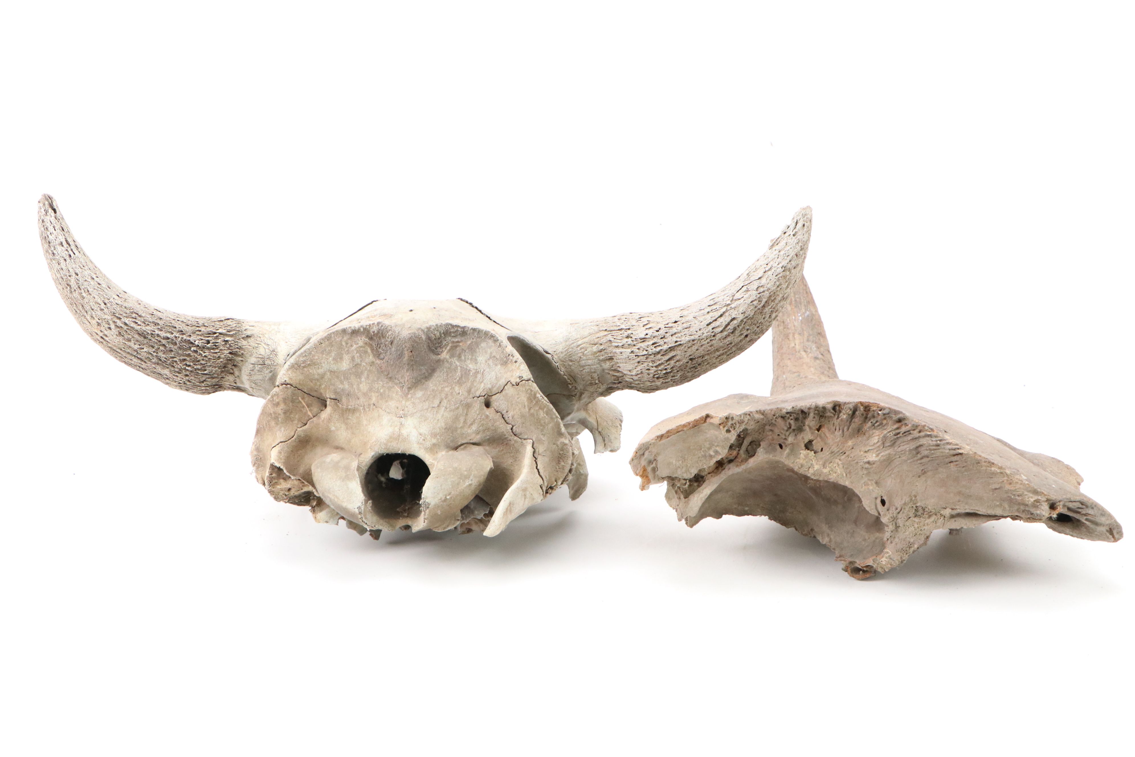 Fossilized Partial Bison Skulls
