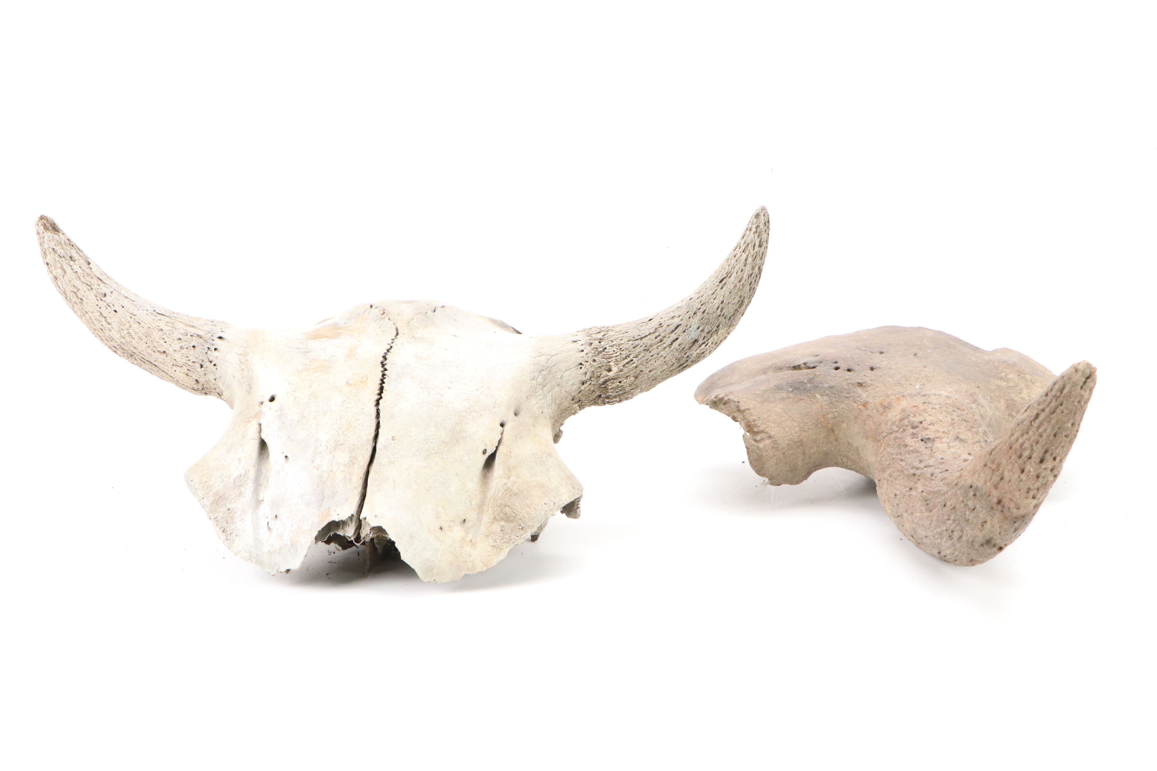 Fossilized Partial Bison Skulls