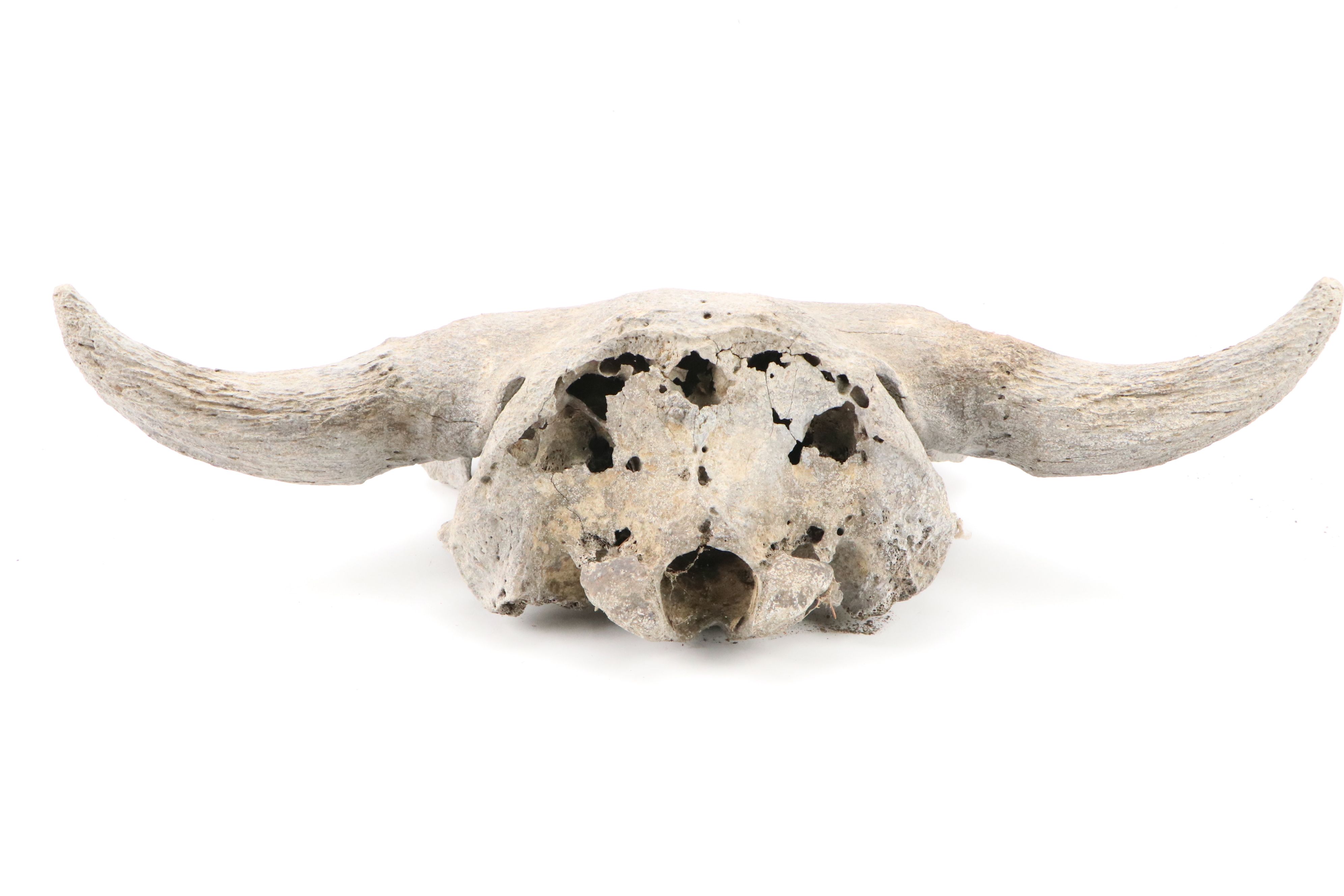 Fossilized Partial Bison Skulls