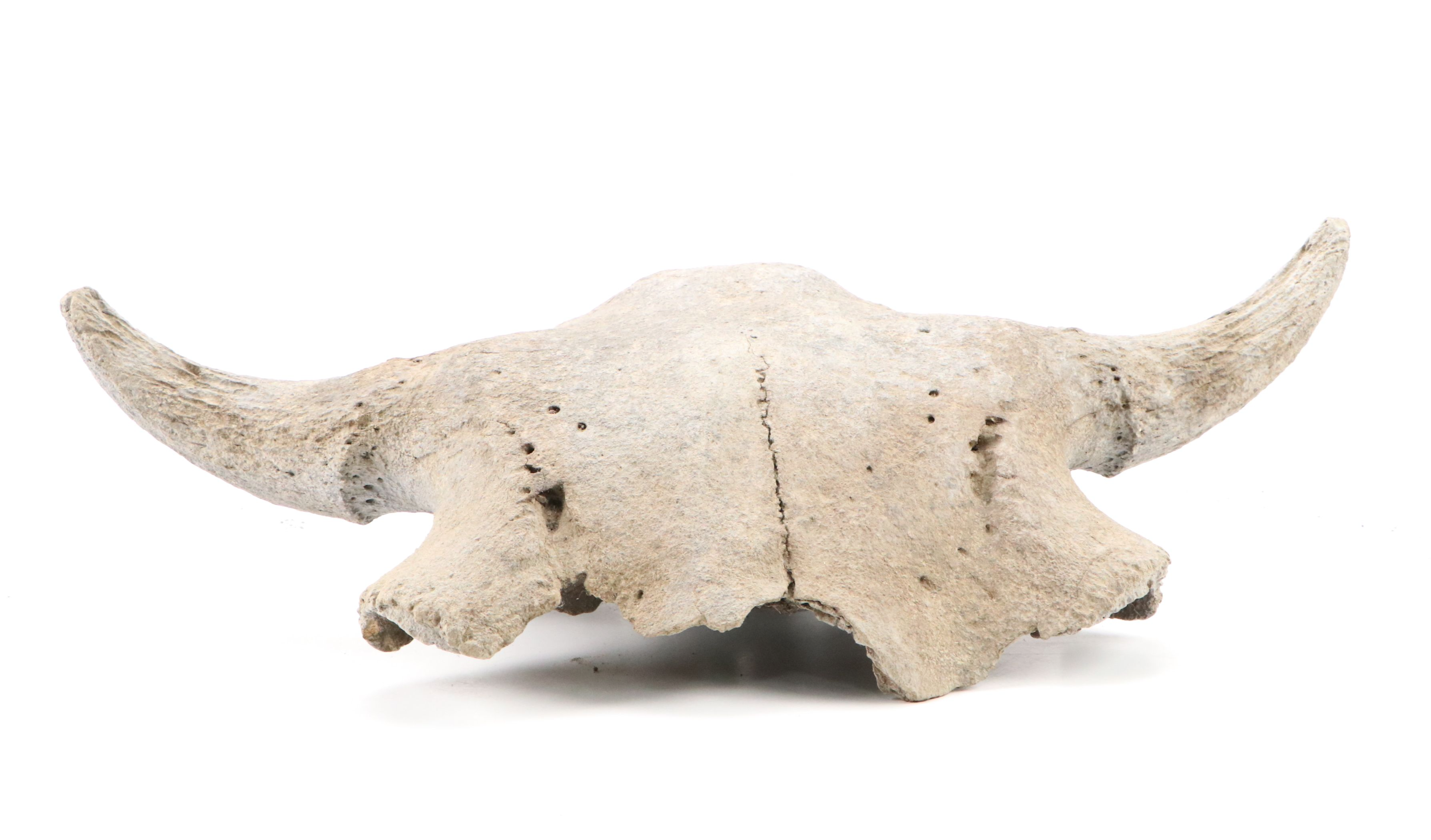 Fossilized Partial Bison Skulls