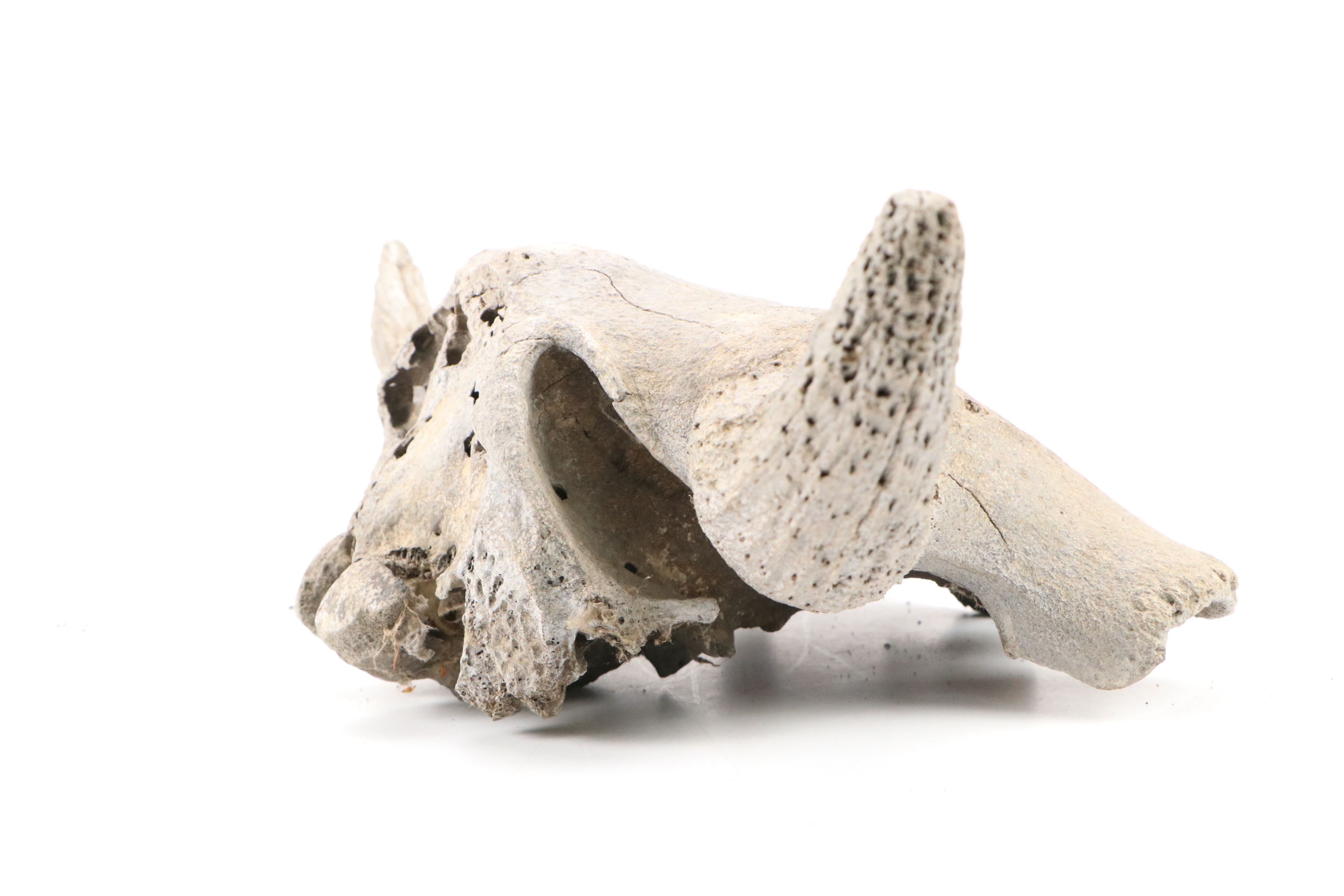 Fossilized Partial Bison Skulls