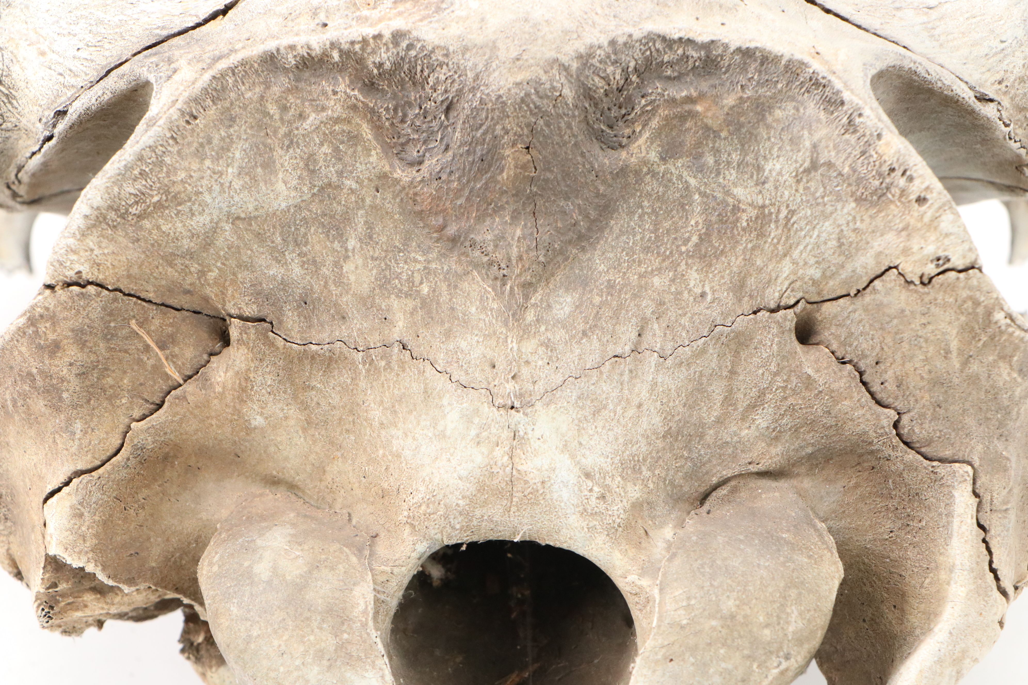 Fossilized Partial Bison Skulls