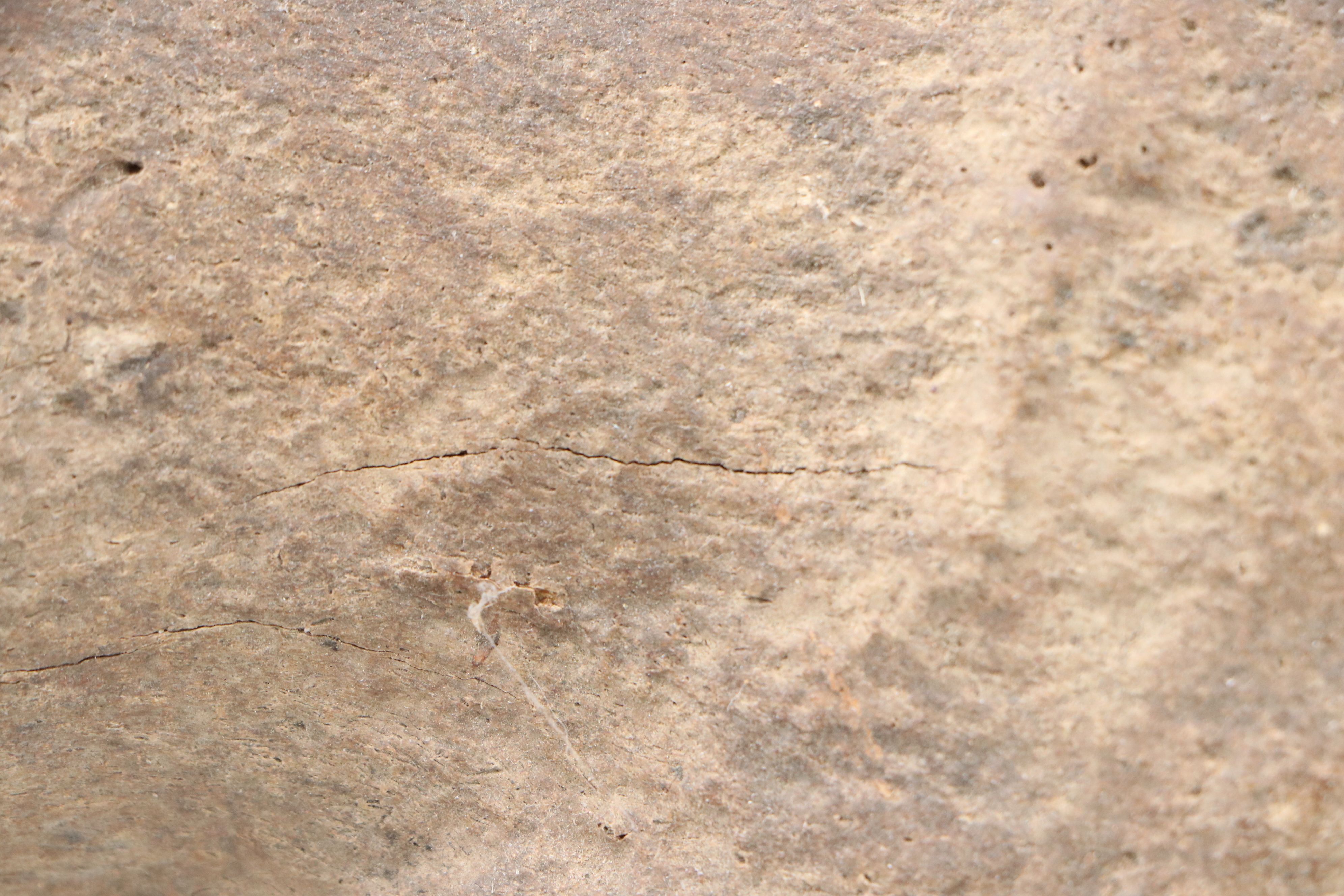 Fossilized Partial Bison Skulls