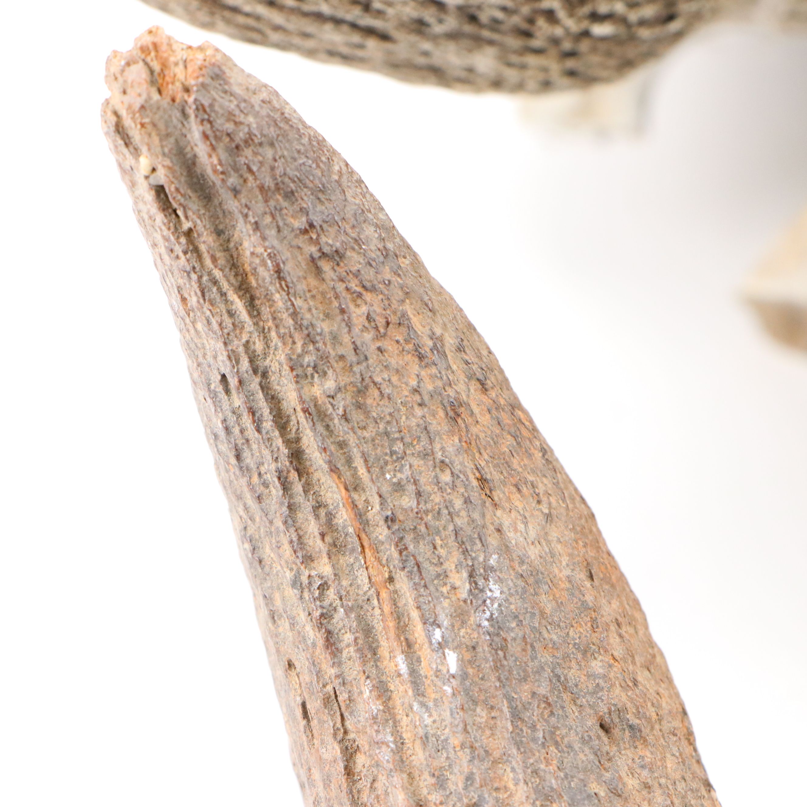 Fossilized Partial Bison Skulls