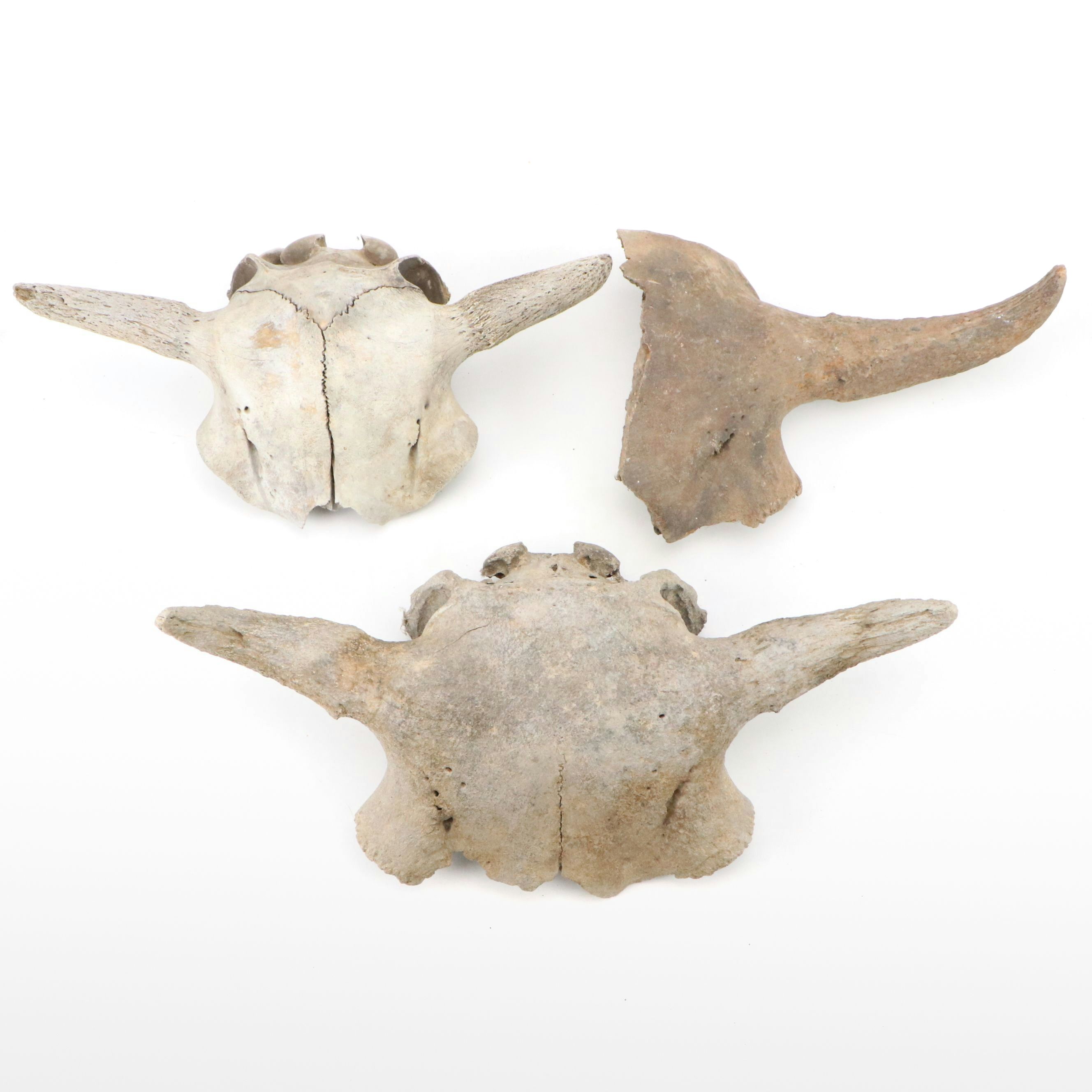 Fossilized Partial Bison Skulls