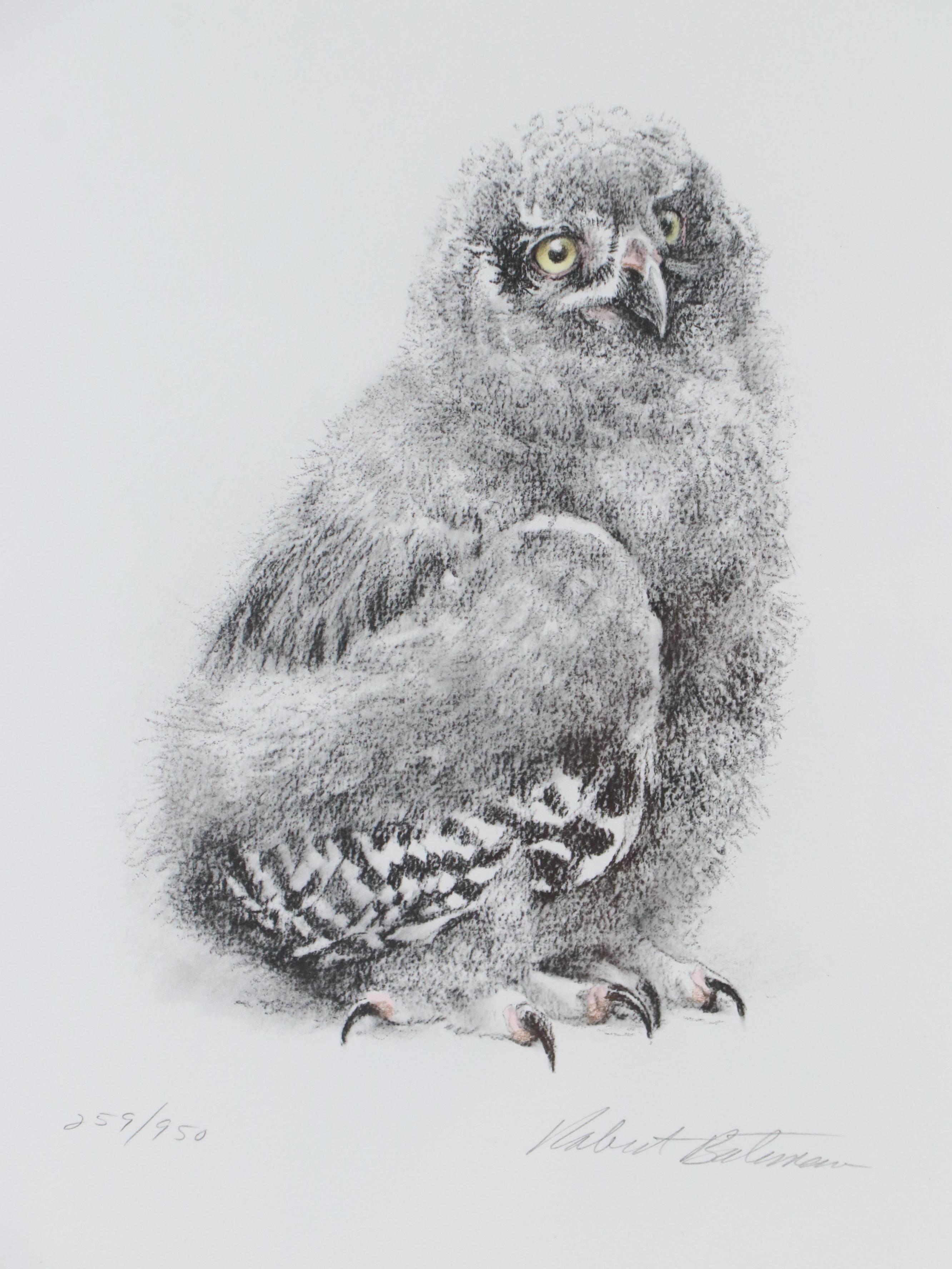 Robert Bateman Halftone "Young Snowy Owl"
