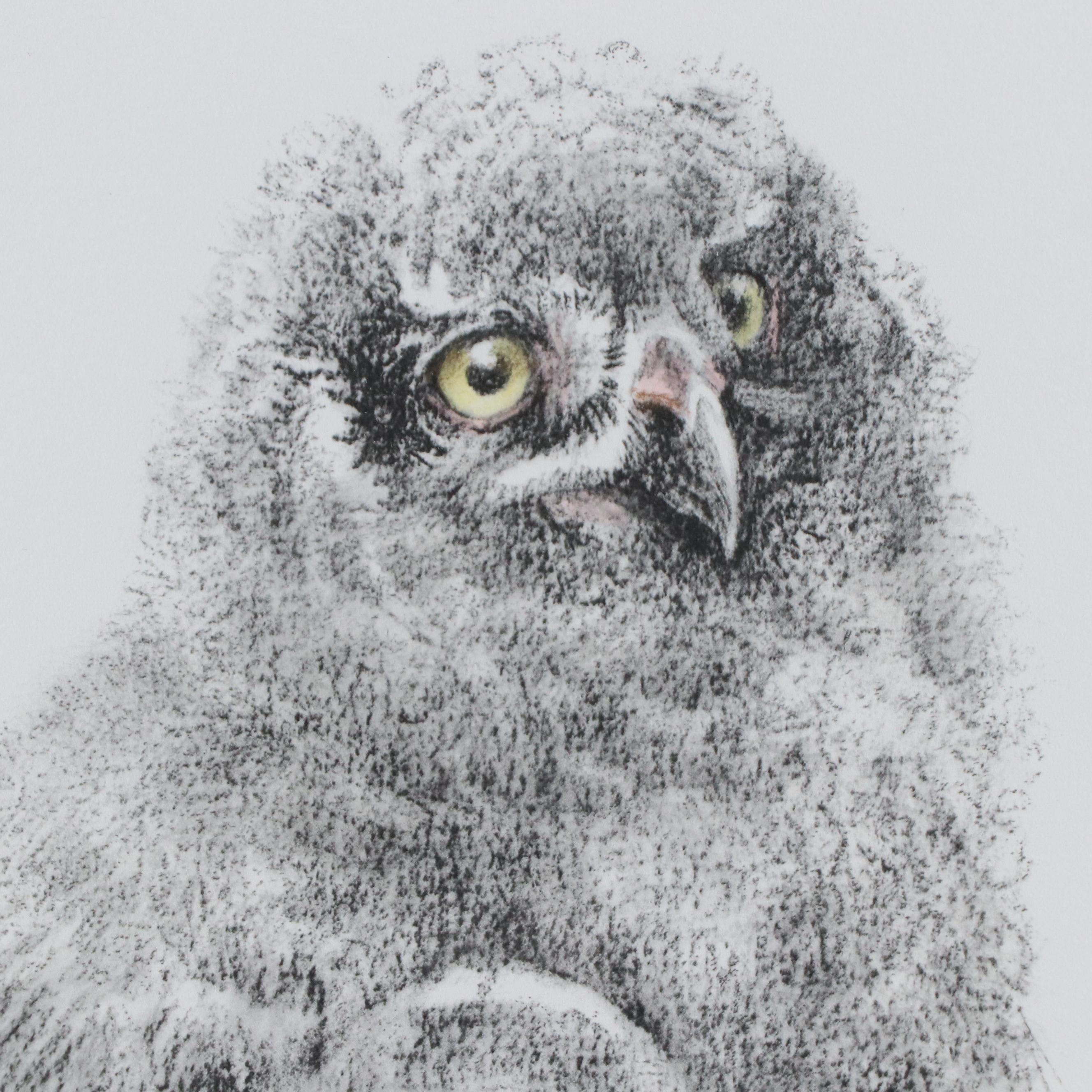 Robert Bateman Halftone "Young Snowy Owl"