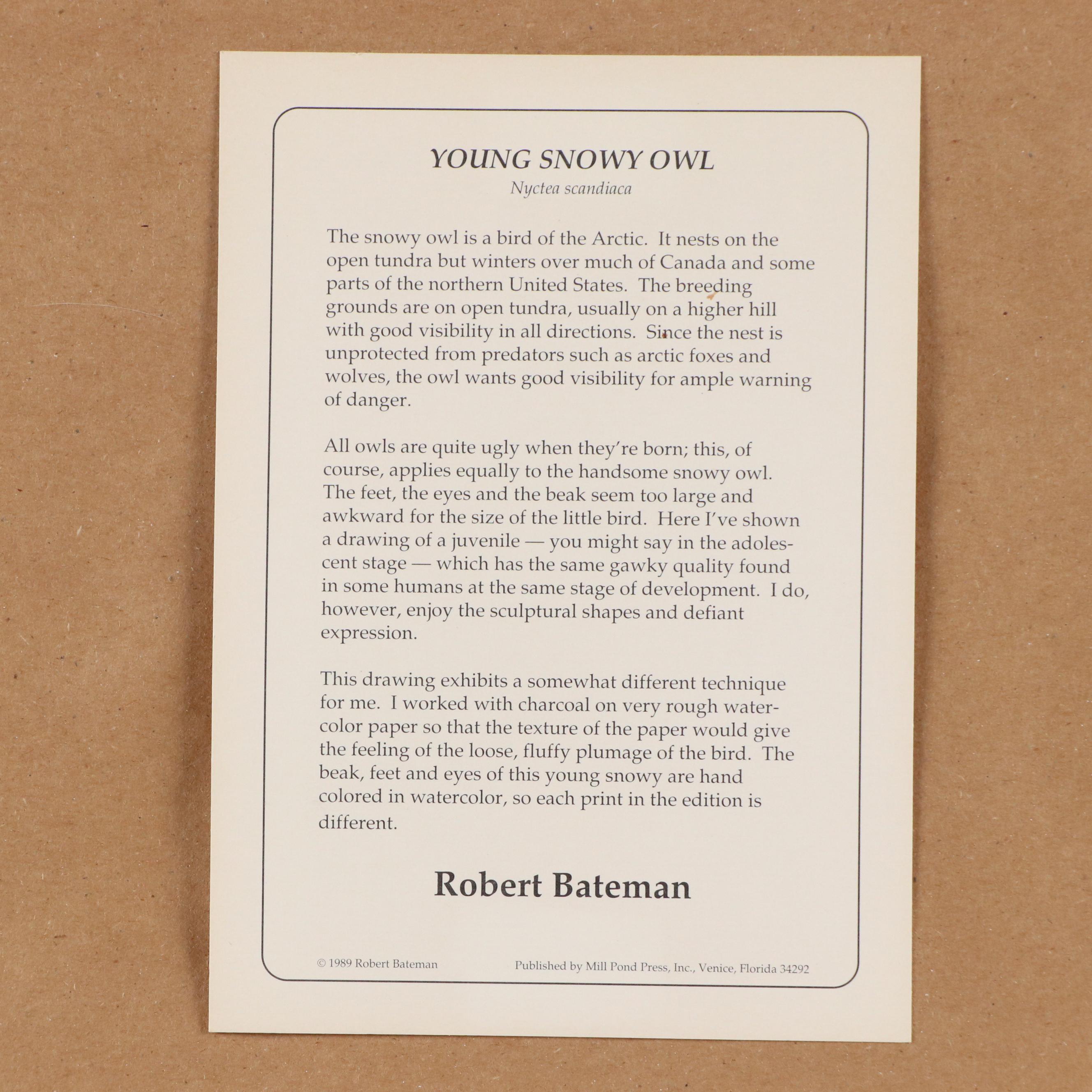 Robert Bateman Halftone "Young Snowy Owl"