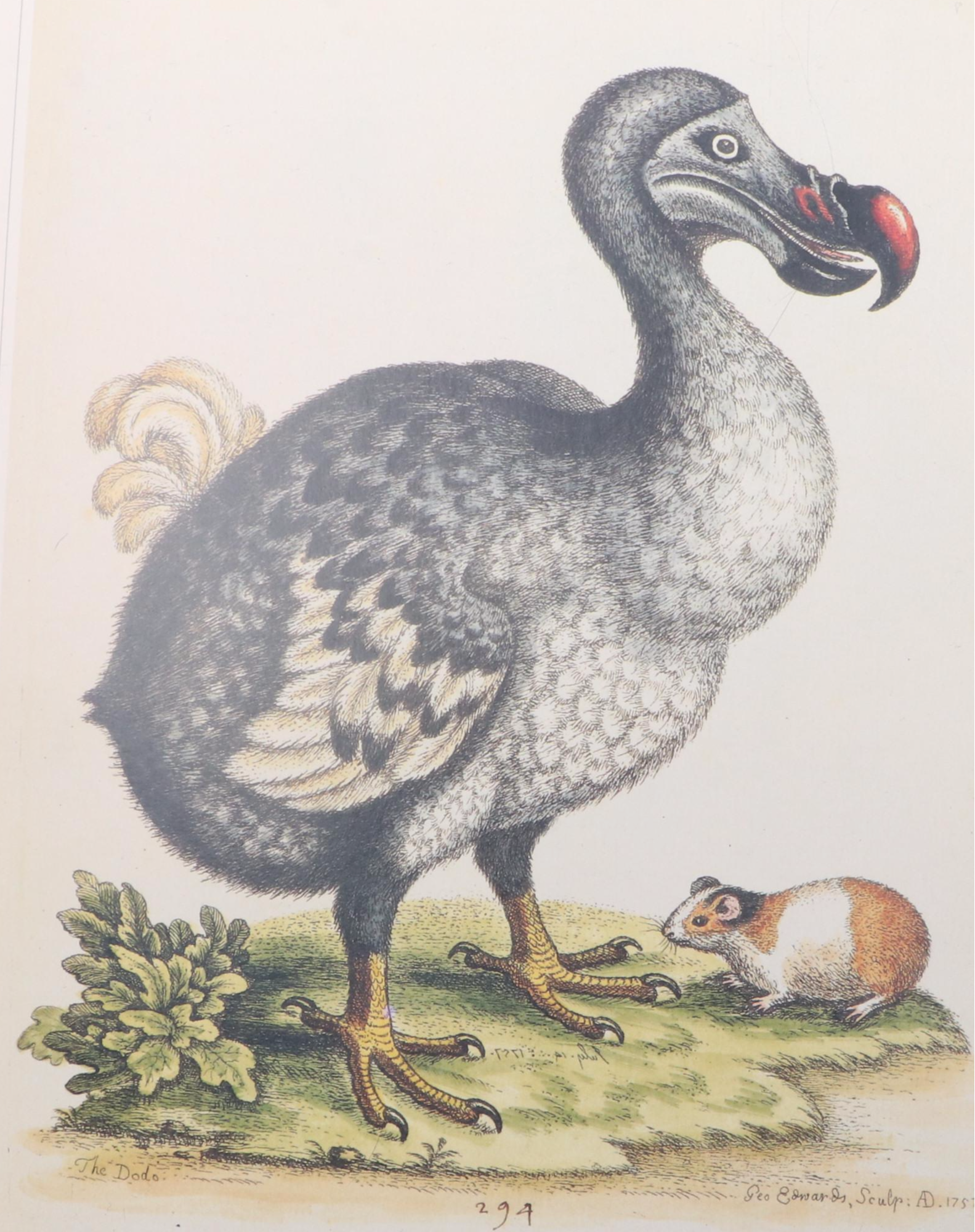 Arthur Rackham Illustrated "Little White Bird" by J. M. Barrie and More Books