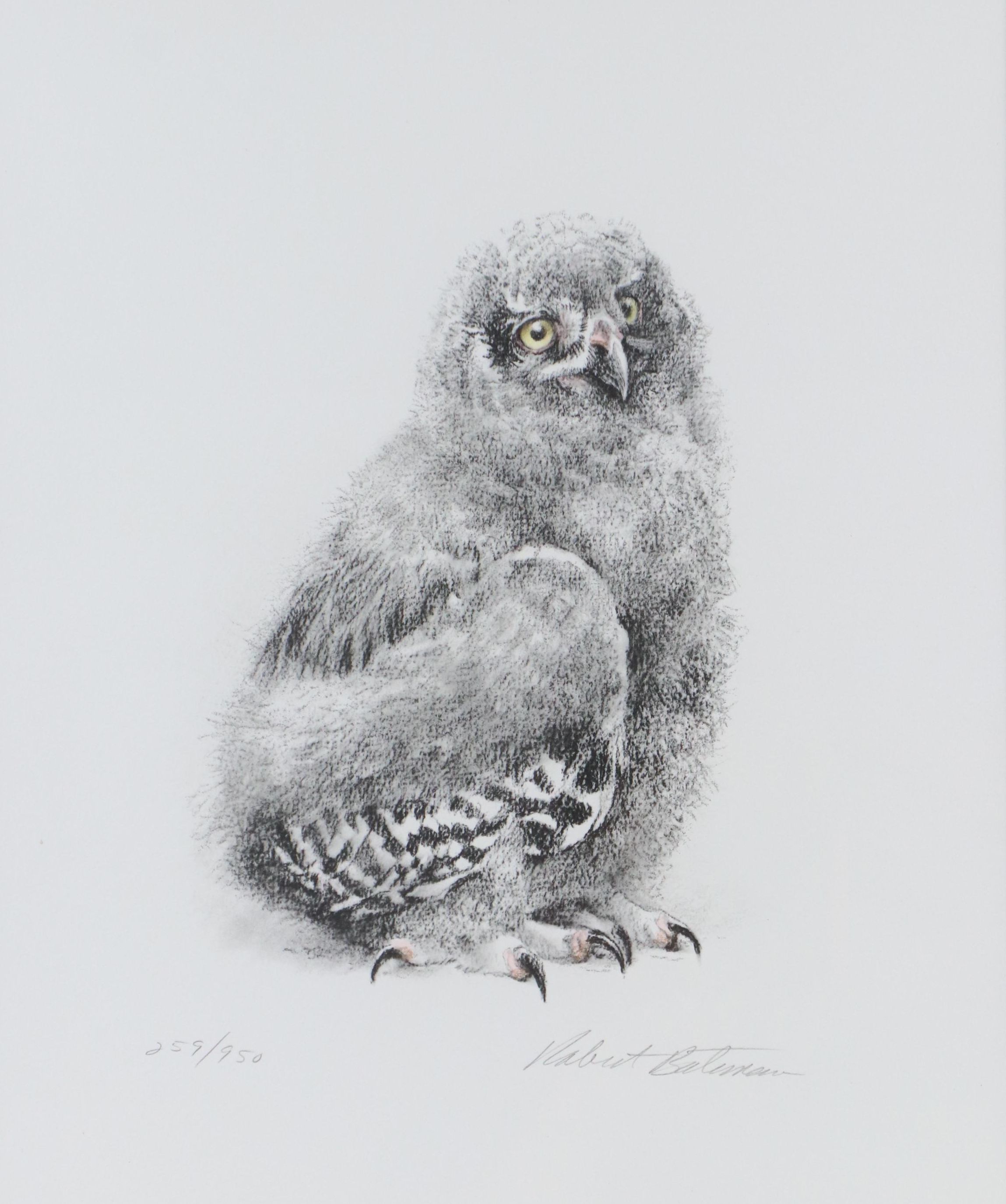 Robert Bateman Halftone "Young Snowy Owl"