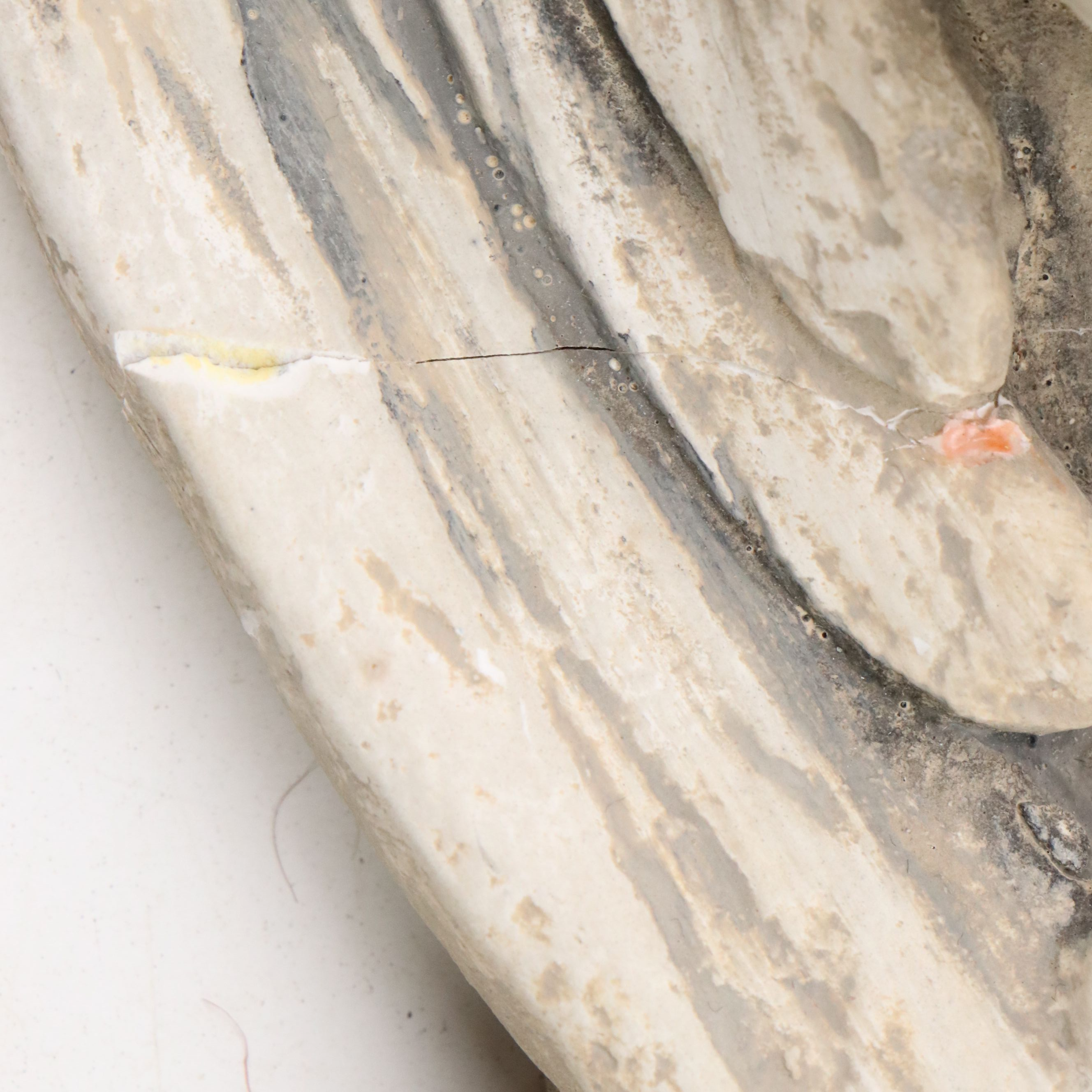 Winged Cherub Plaster Wall Sconce