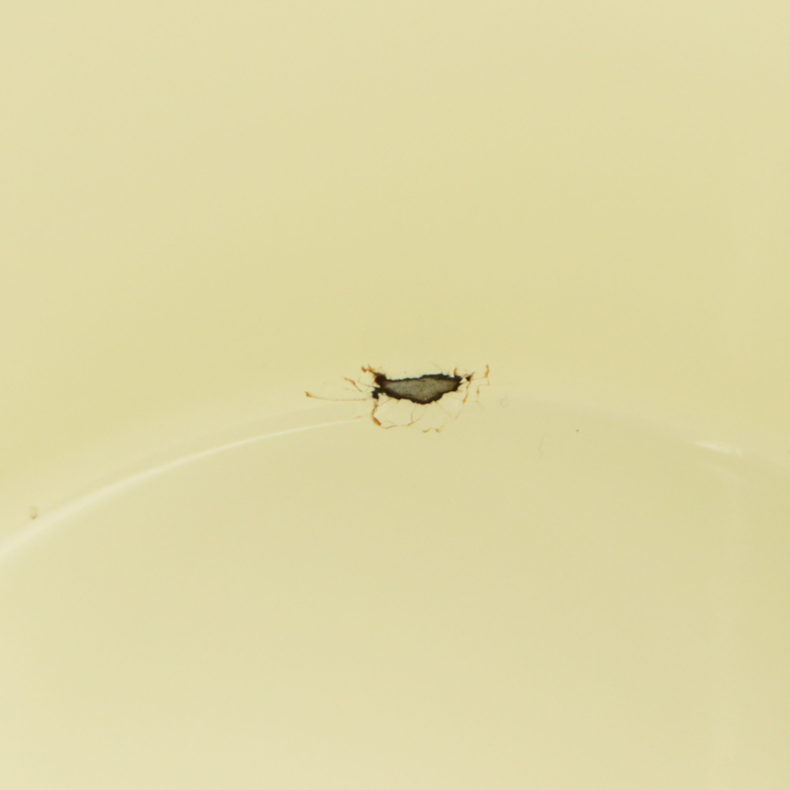 MacKenzie-Childs "Morning Glory" Enameled Canisters