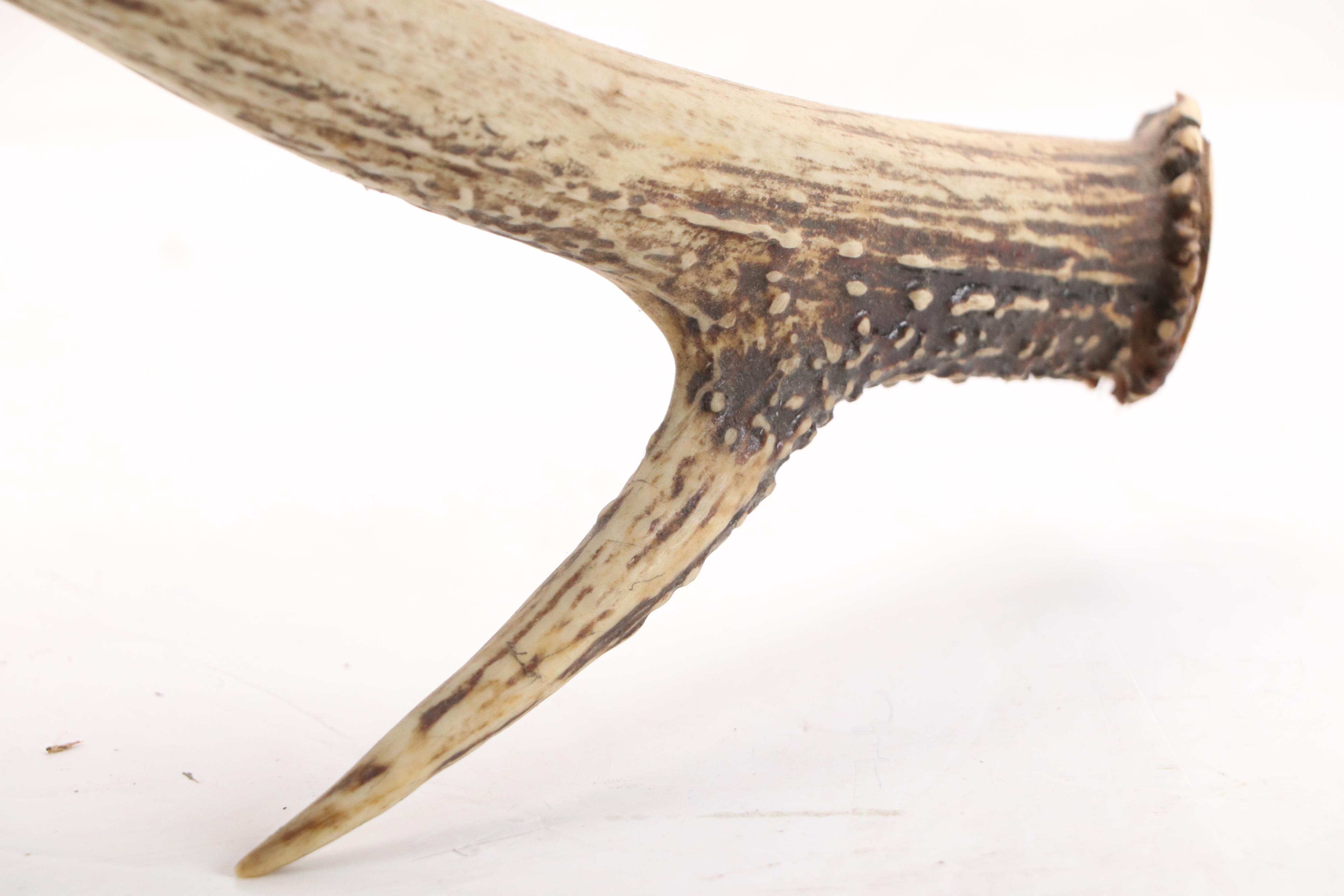 Robert Beaven Folk Art Found Wood and Antler Sculpture