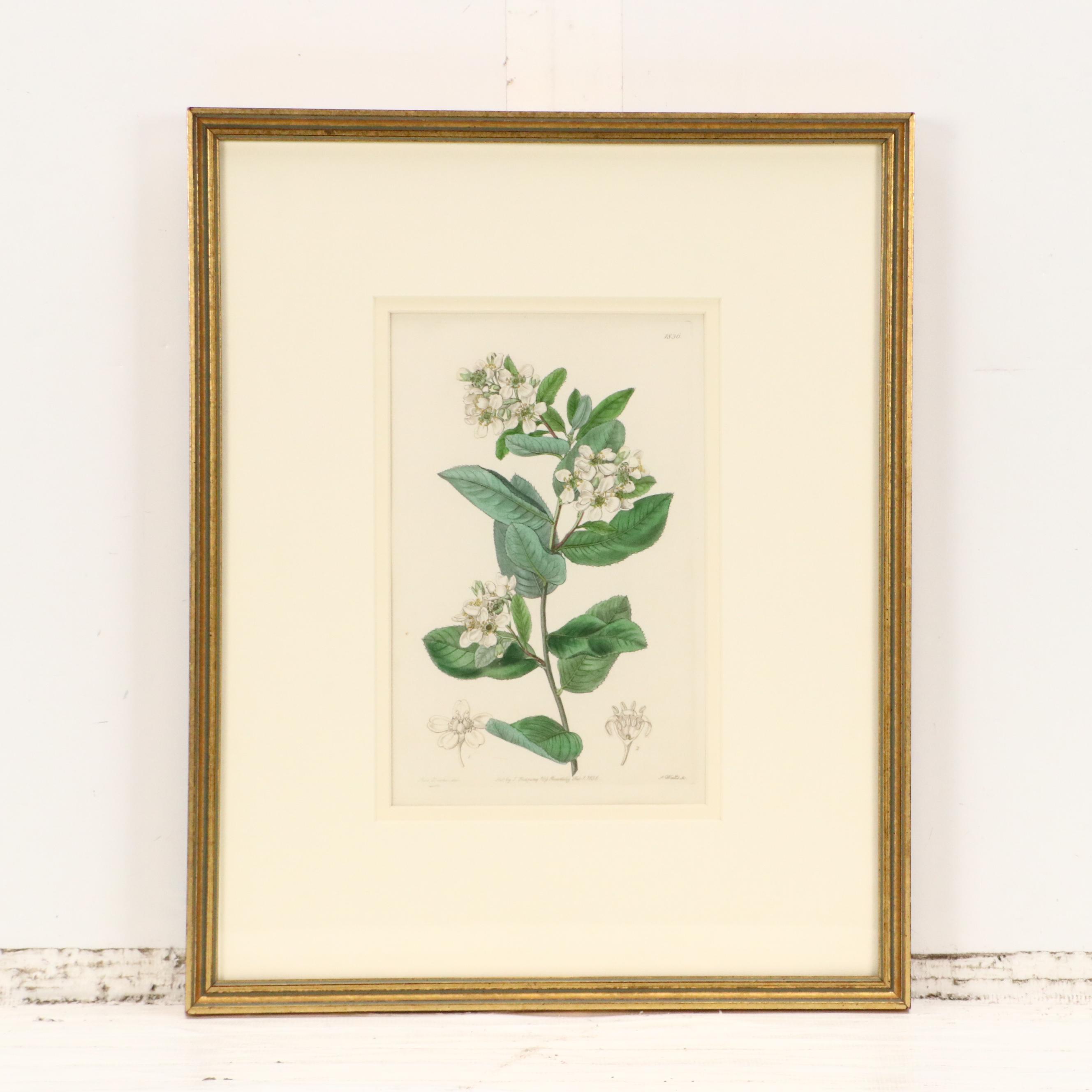 Botanical Hand-Colored Engravings After Sarah Anne Drake and Other, 1827–1845