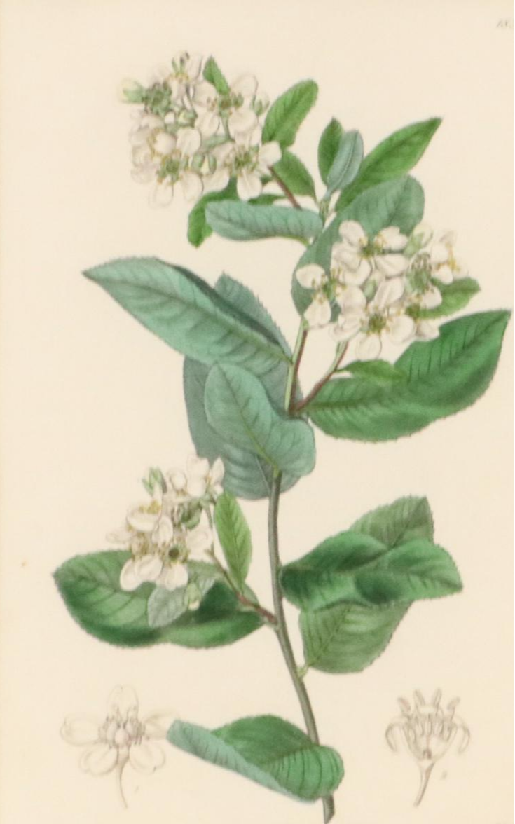 Botanical Hand-Colored Engravings After Sarah Anne Drake and Other, 1827–1845
