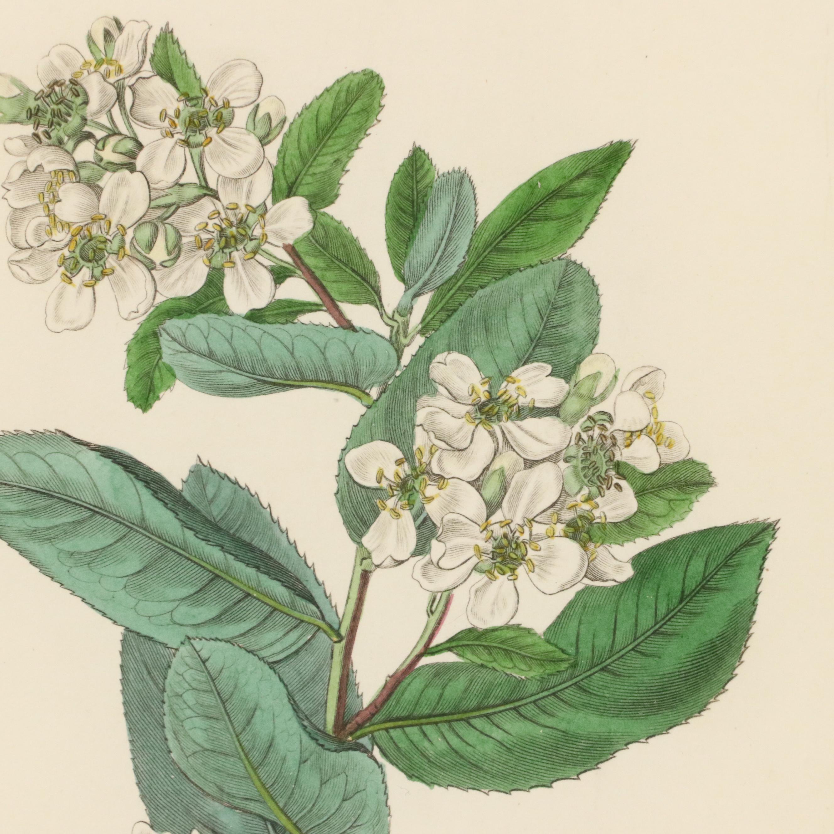 Botanical Hand-Colored Engravings After Sarah Anne Drake and Other, 1827–1845