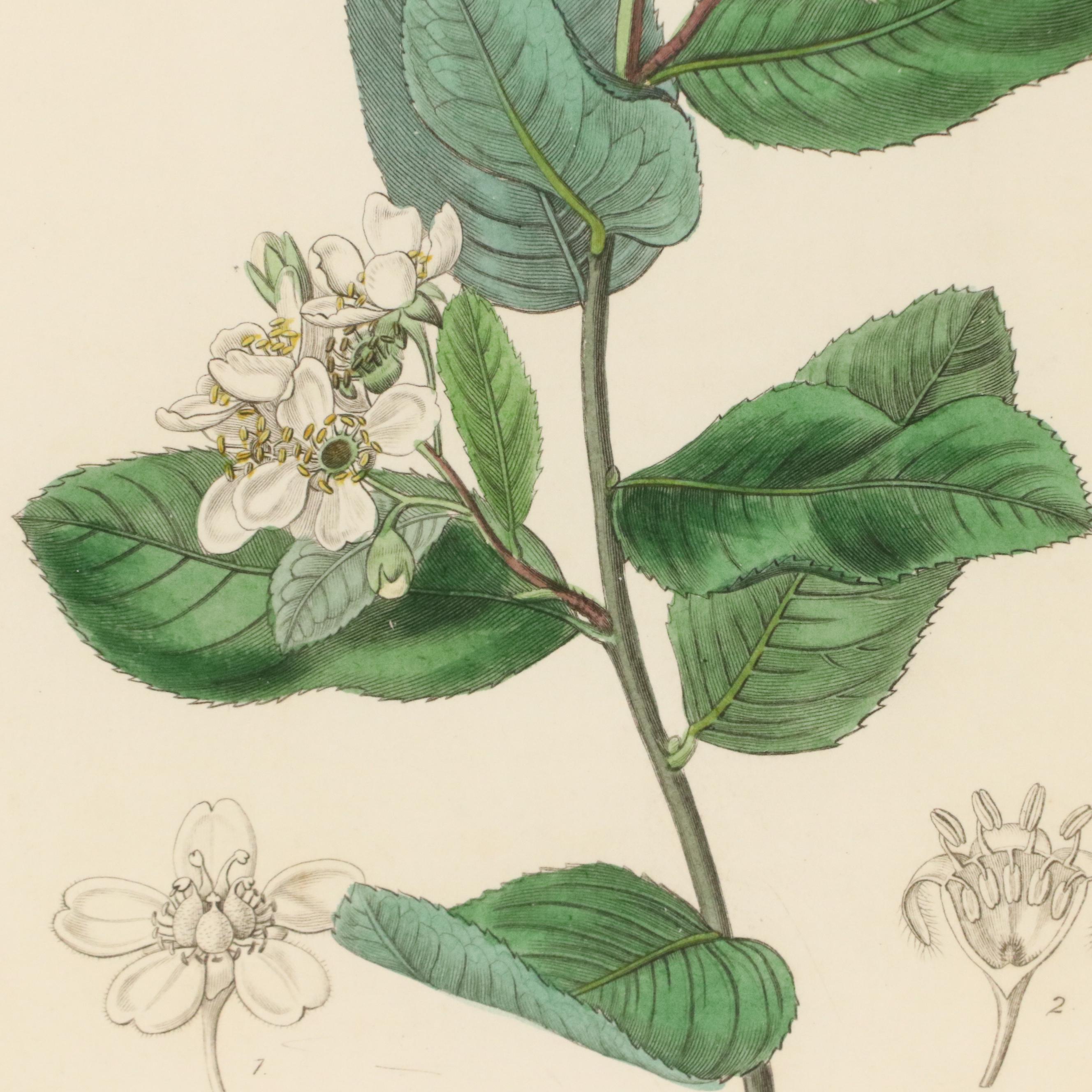 Botanical Hand-Colored Engravings After Sarah Anne Drake and Other, 1827–1845