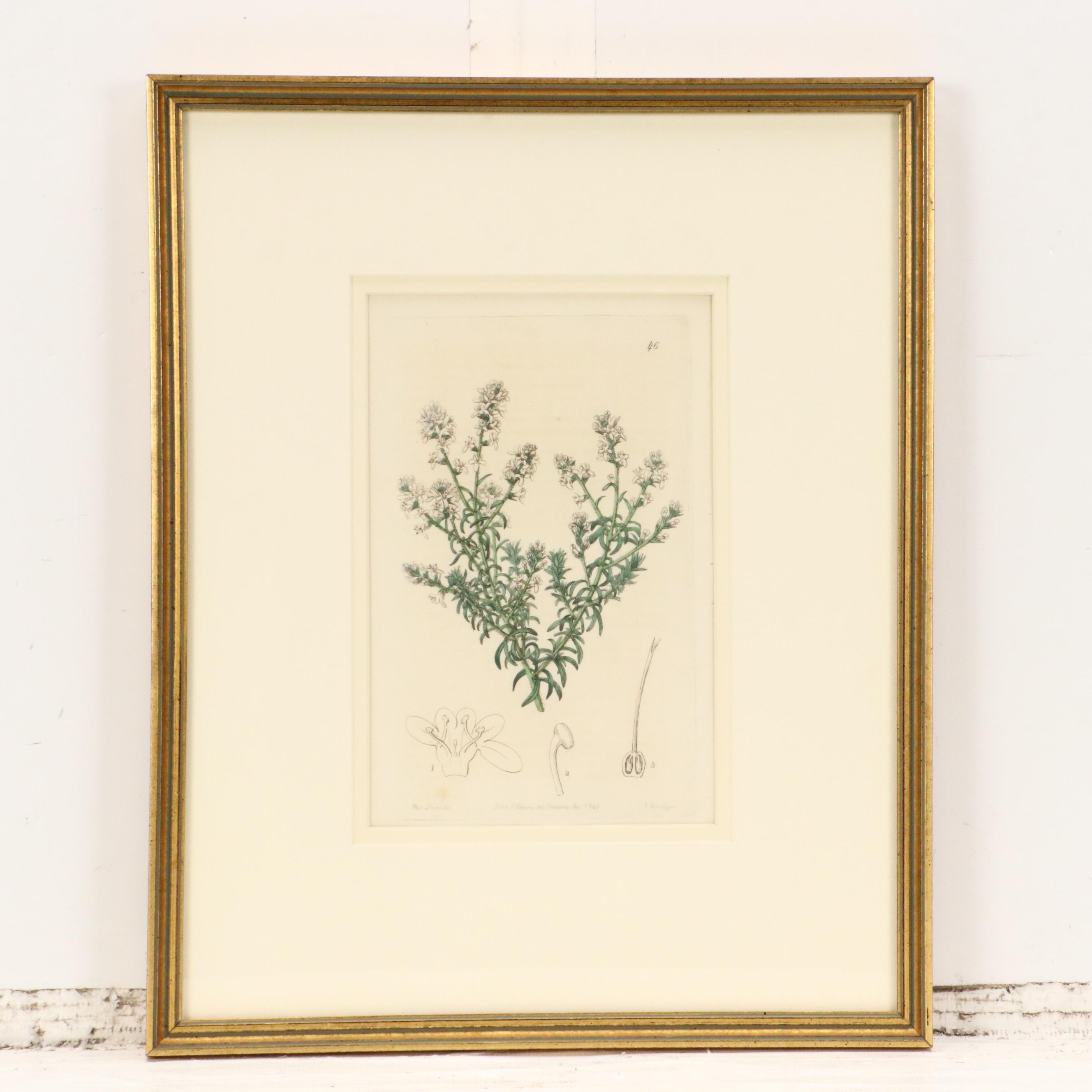 Botanical Hand-Colored Engravings After Sarah Anne Drake and Other, 1827–1845