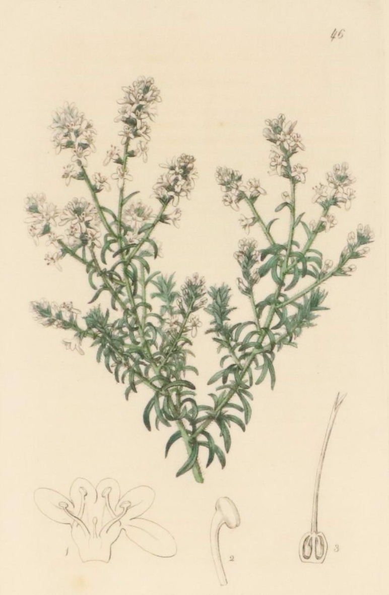 Botanical Hand-Colored Engravings After Sarah Anne Drake and Other, 1827–1845