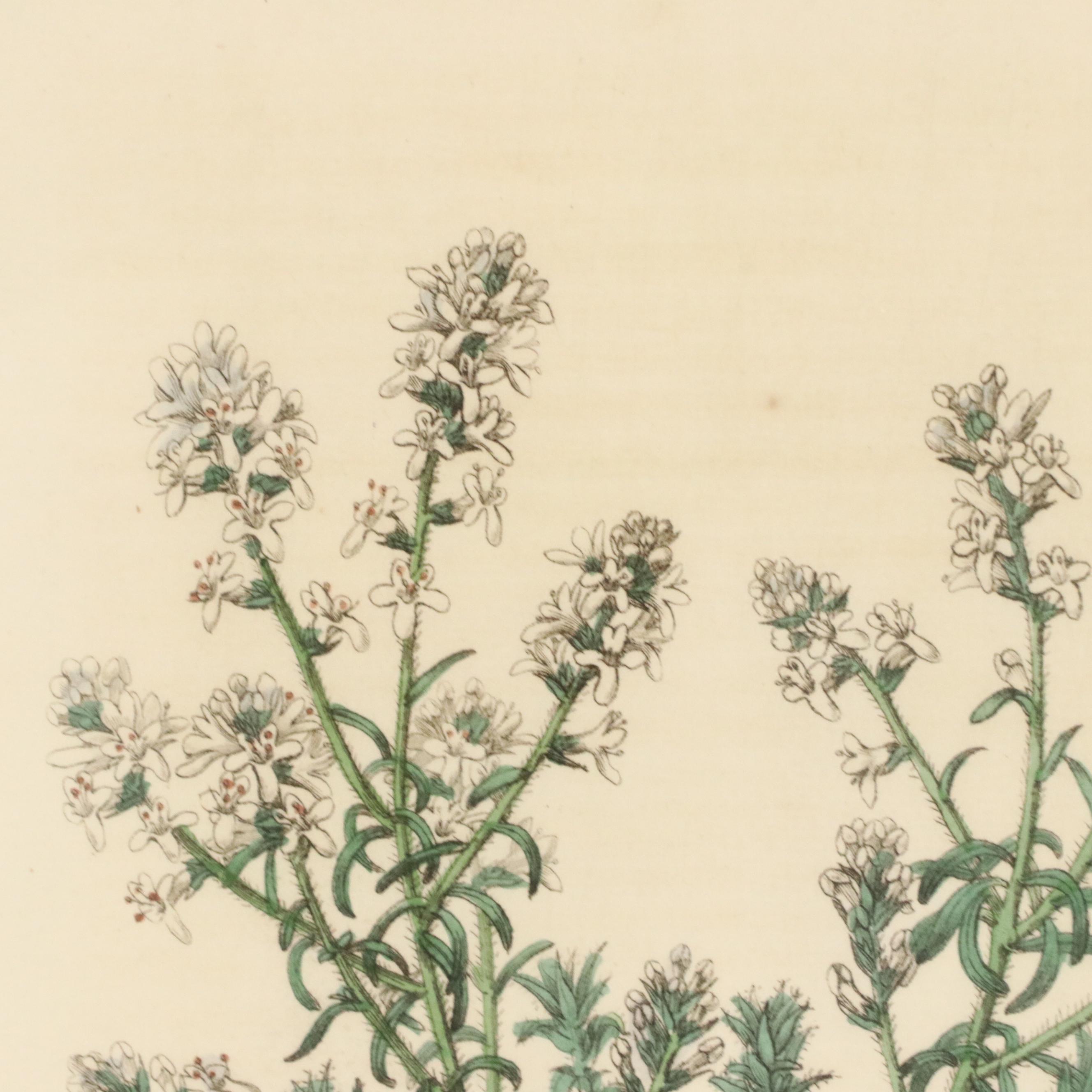 Botanical Hand-Colored Engravings After Sarah Anne Drake and Other, 1827–1845