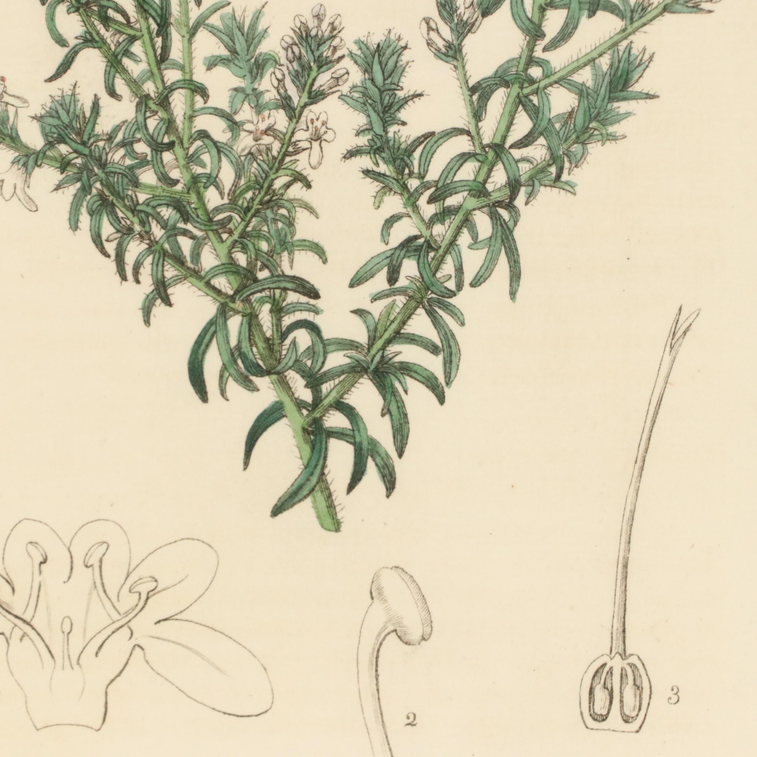 Botanical Hand-Colored Engravings After Sarah Anne Drake and Other, 1827–1845