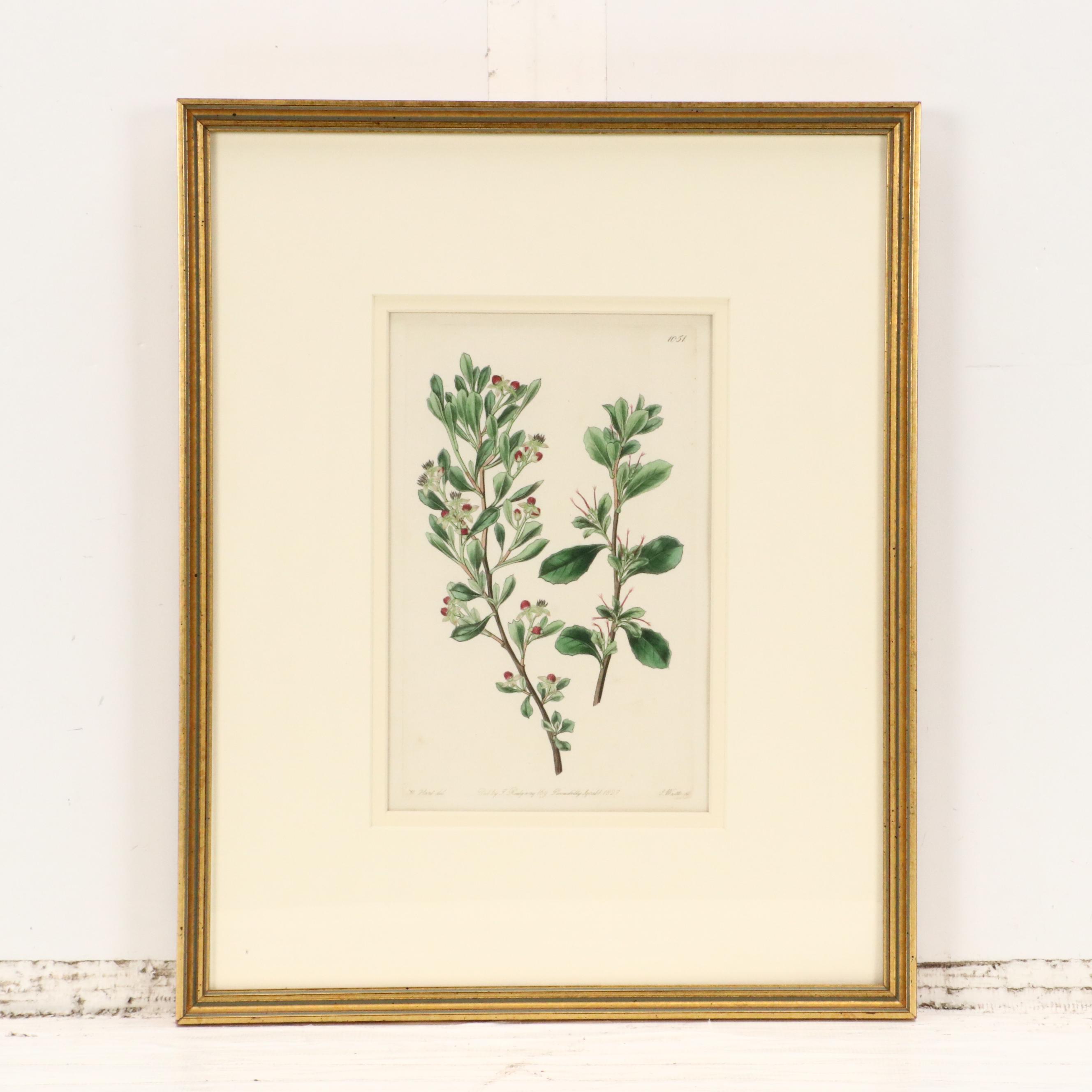 Botanical Hand-Colored Engravings After Sarah Anne Drake and Other, 1827–1845