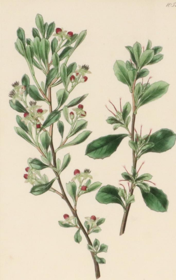 Botanical Hand-Colored Engravings After Sarah Anne Drake and Other, 1827–1845