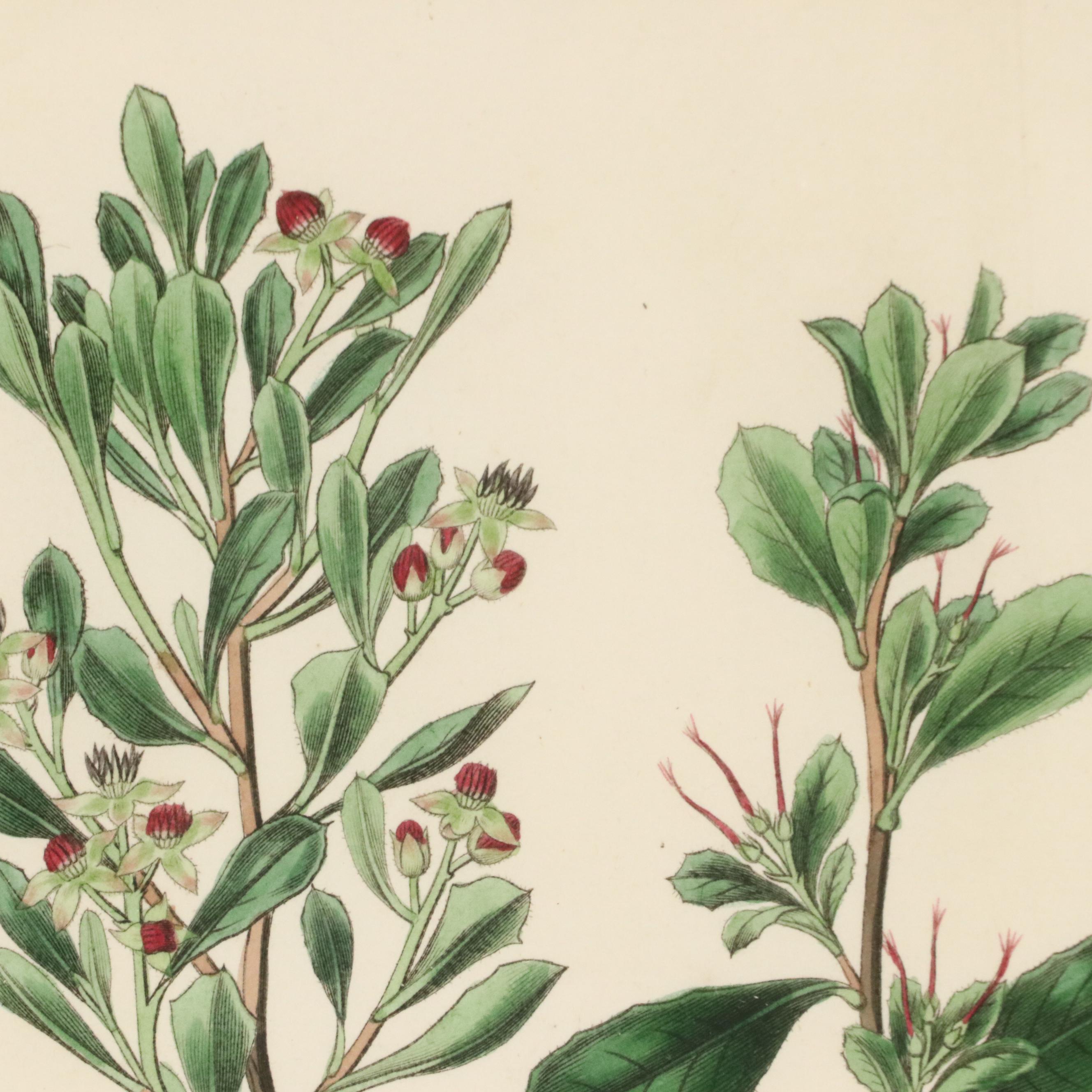 Botanical Hand-Colored Engravings After Sarah Anne Drake and Other, 1827–1845
