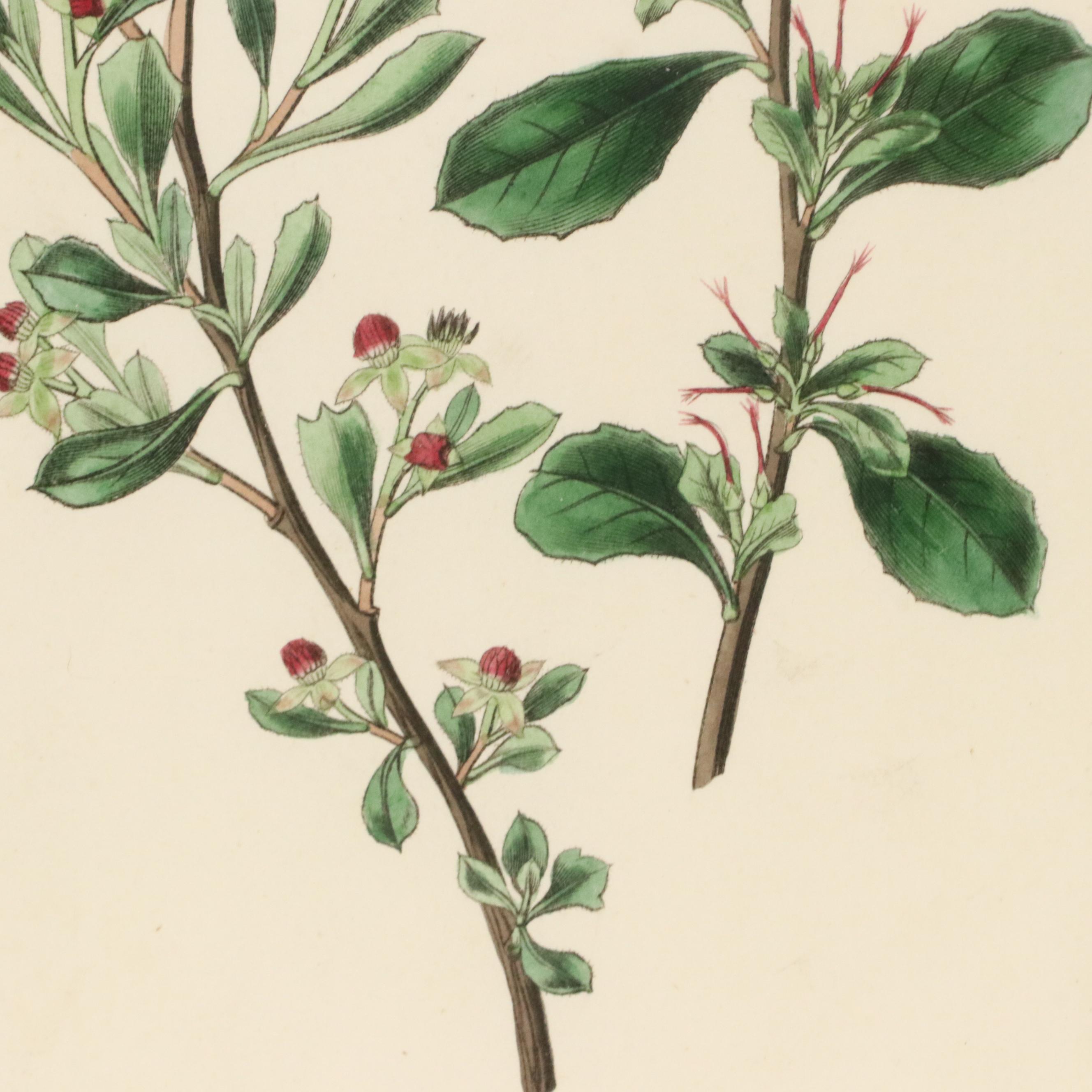 Botanical Hand-Colored Engravings After Sarah Anne Drake and Other, 1827–1845