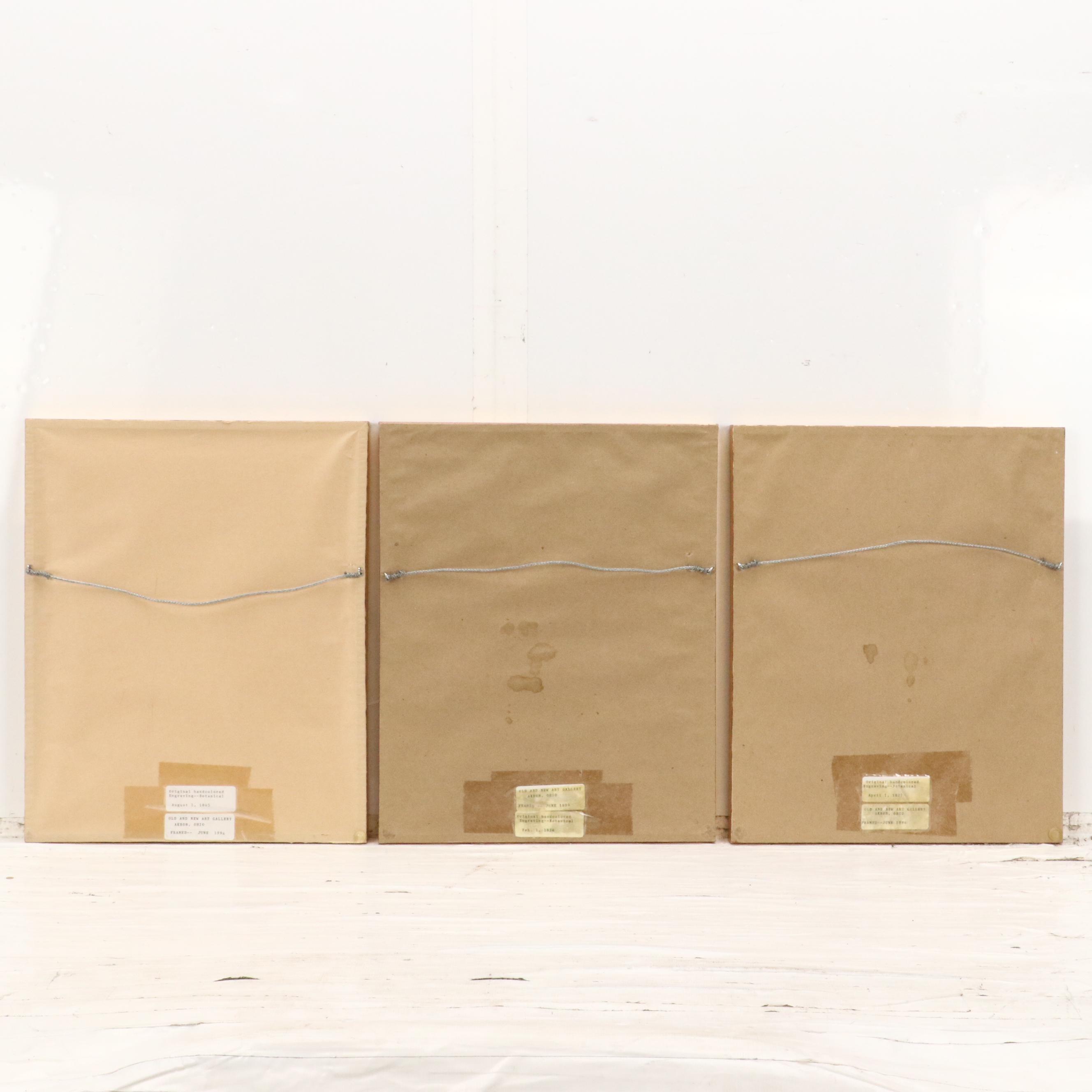 Botanical Hand-Colored Engravings After Sarah Anne Drake and Other, 1827–1845